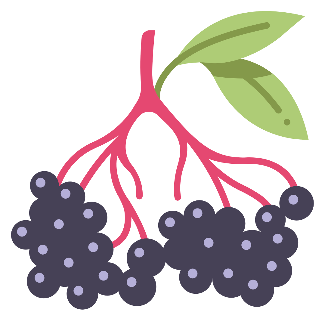 Elderberry