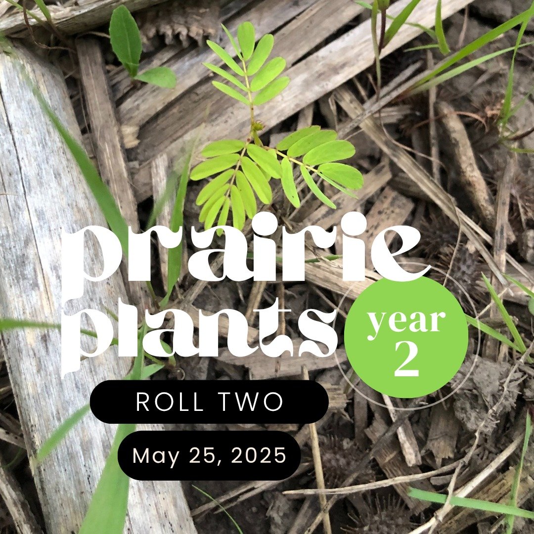 Here's what's flowering and emerging in the prairie at the end of May. This week, these plants were joined by 20 additional native trees&mdash;Redbuds, Eastern Red Cedar, and White Pine.

*p.s. the photos are taken with my 10 yo iphone 8. I know a ne