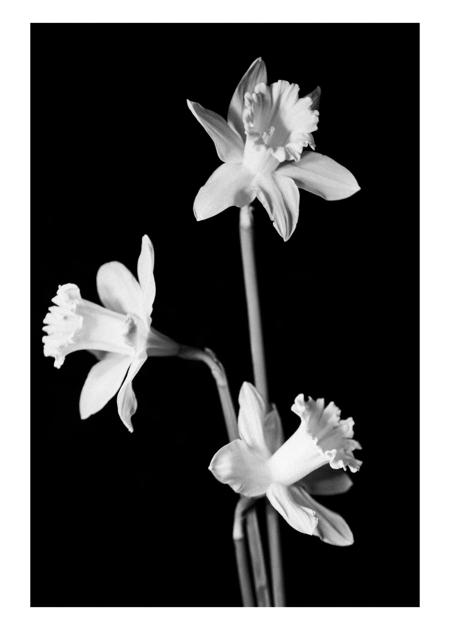 narcissius21 copy-paper-grain.jpg