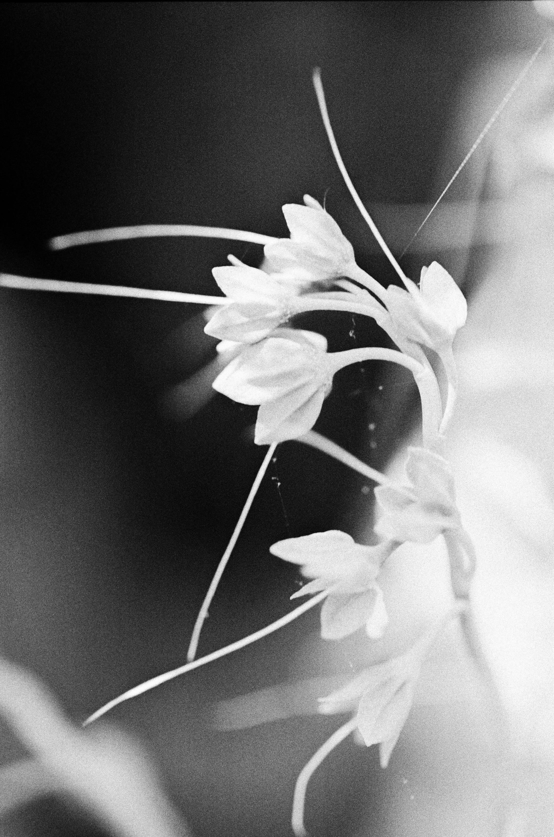 103033_JRA_003_01-bw.jpg