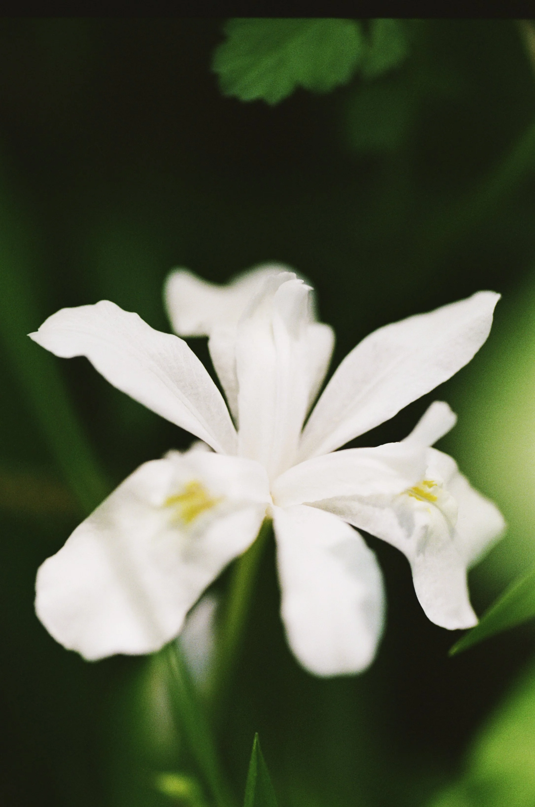 103033_JRA_001_12EDIT.jpg