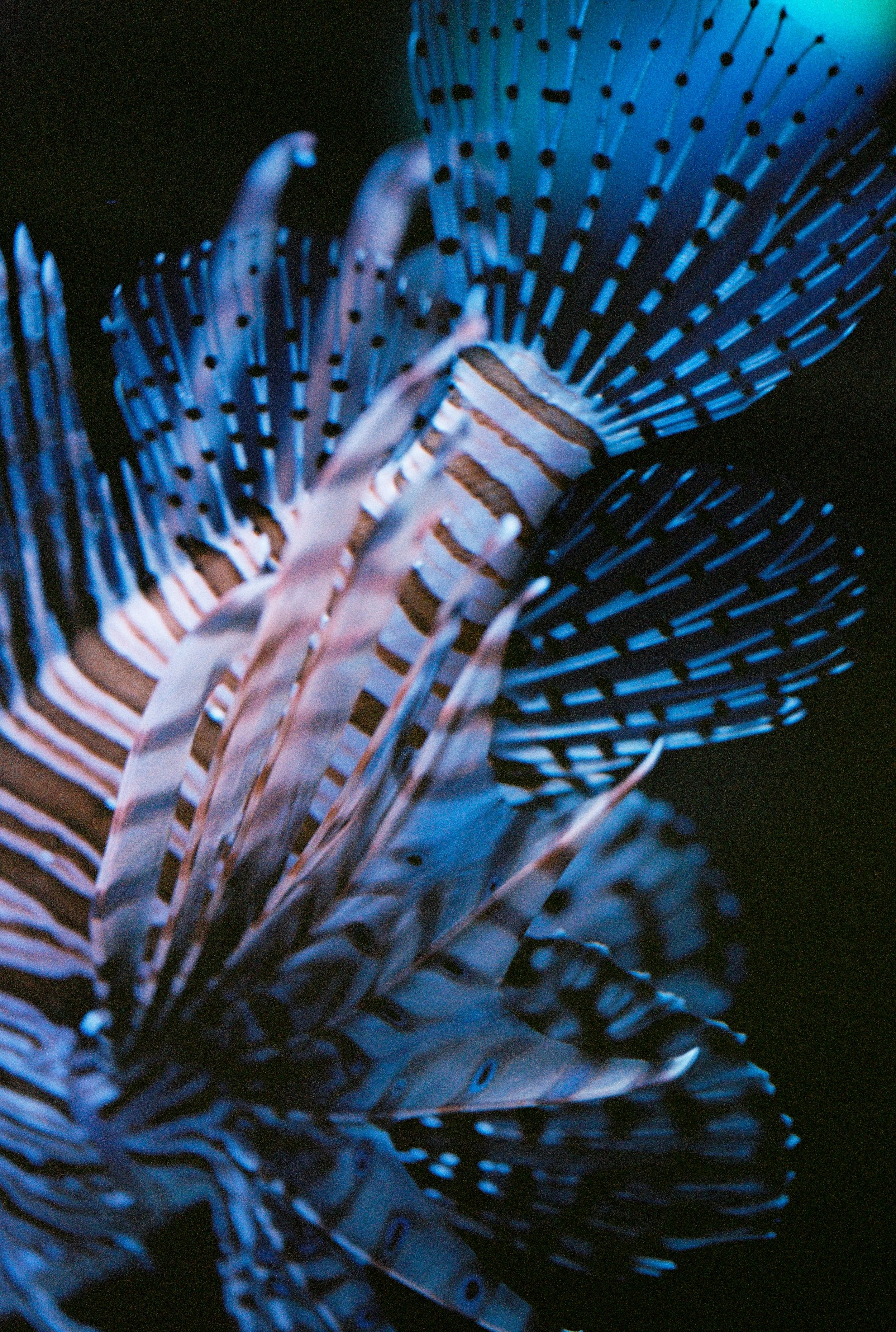 000002-1_aquarium.jpg
