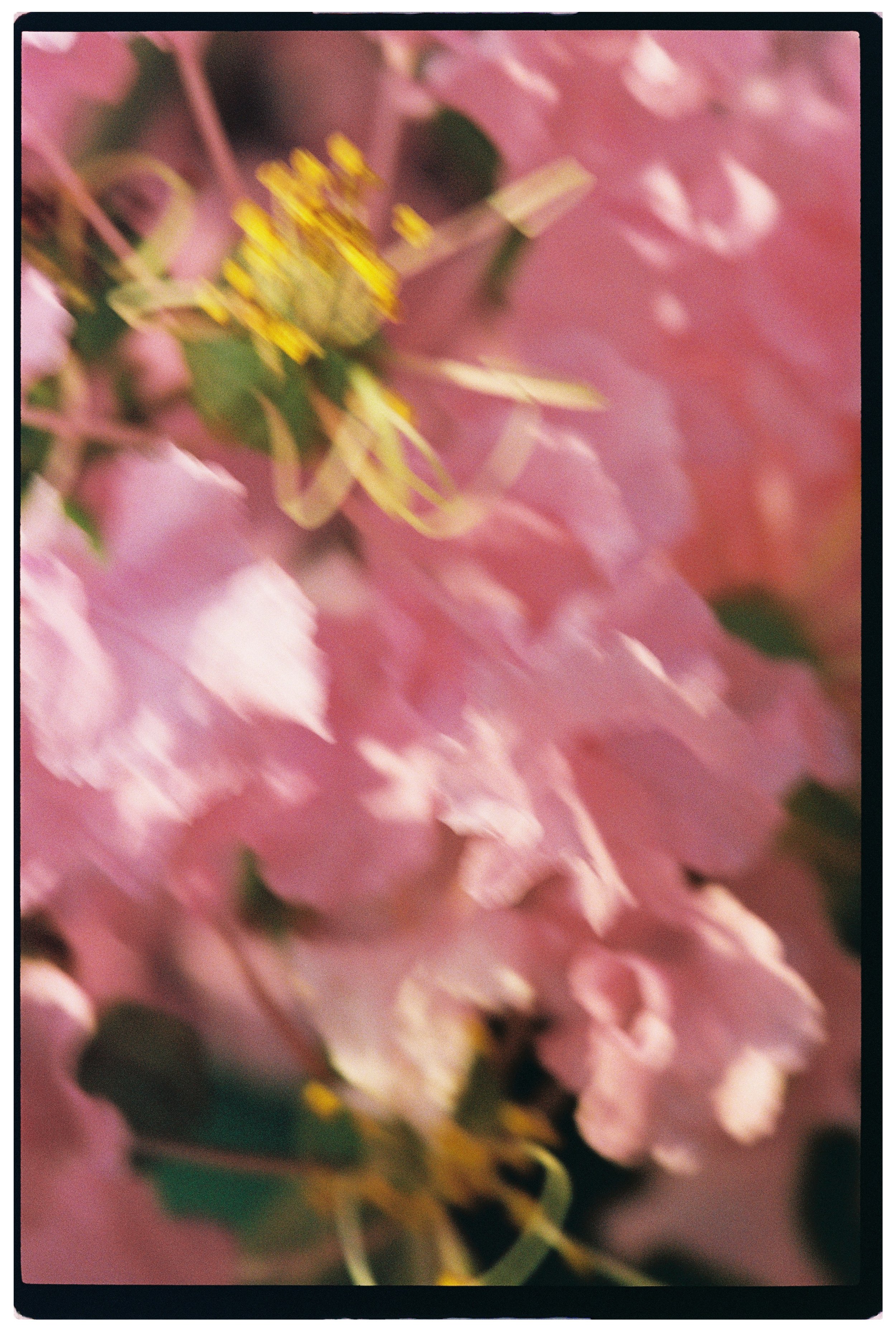 000051_hibiscus.JPG