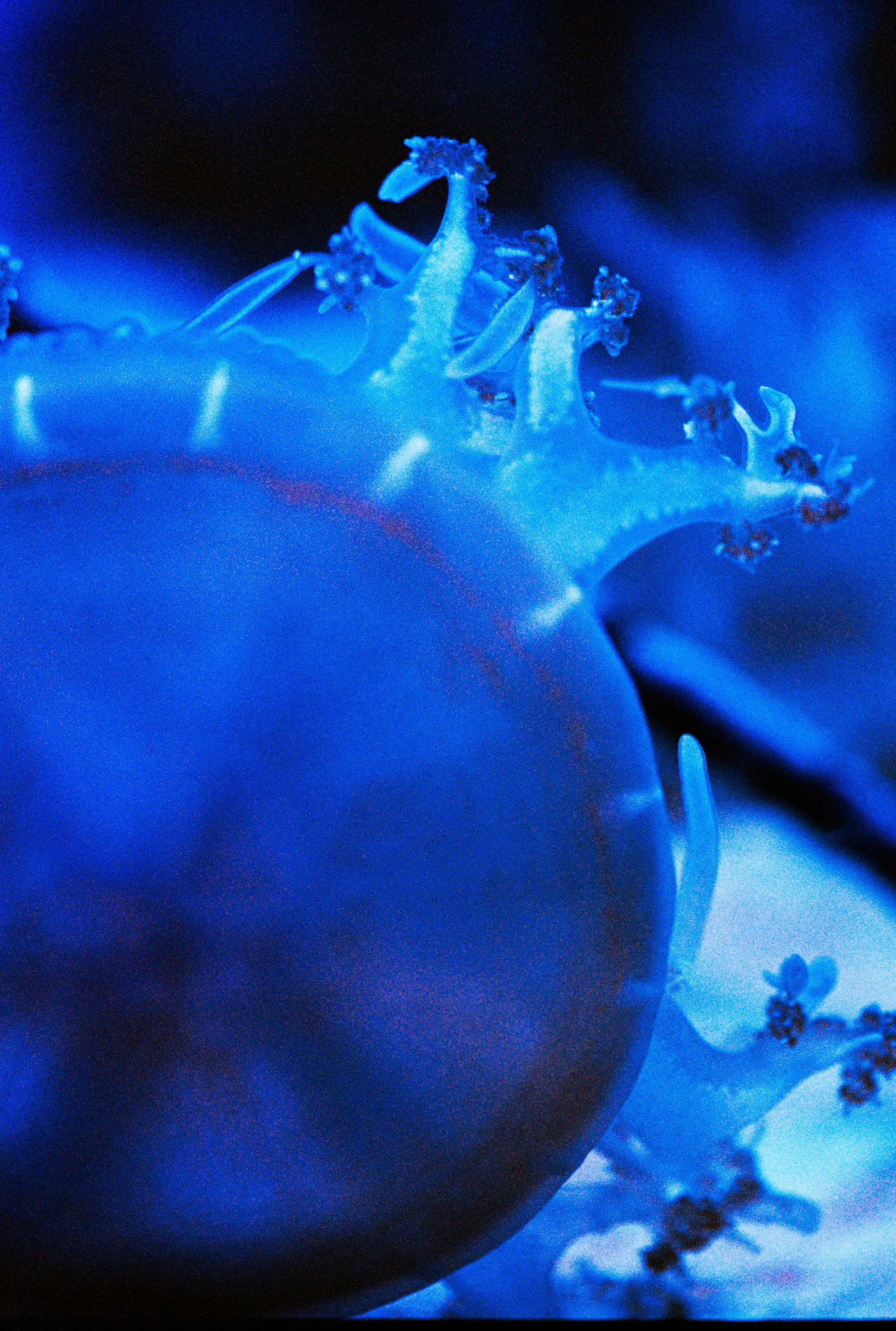000037_aquarium-2.jpg