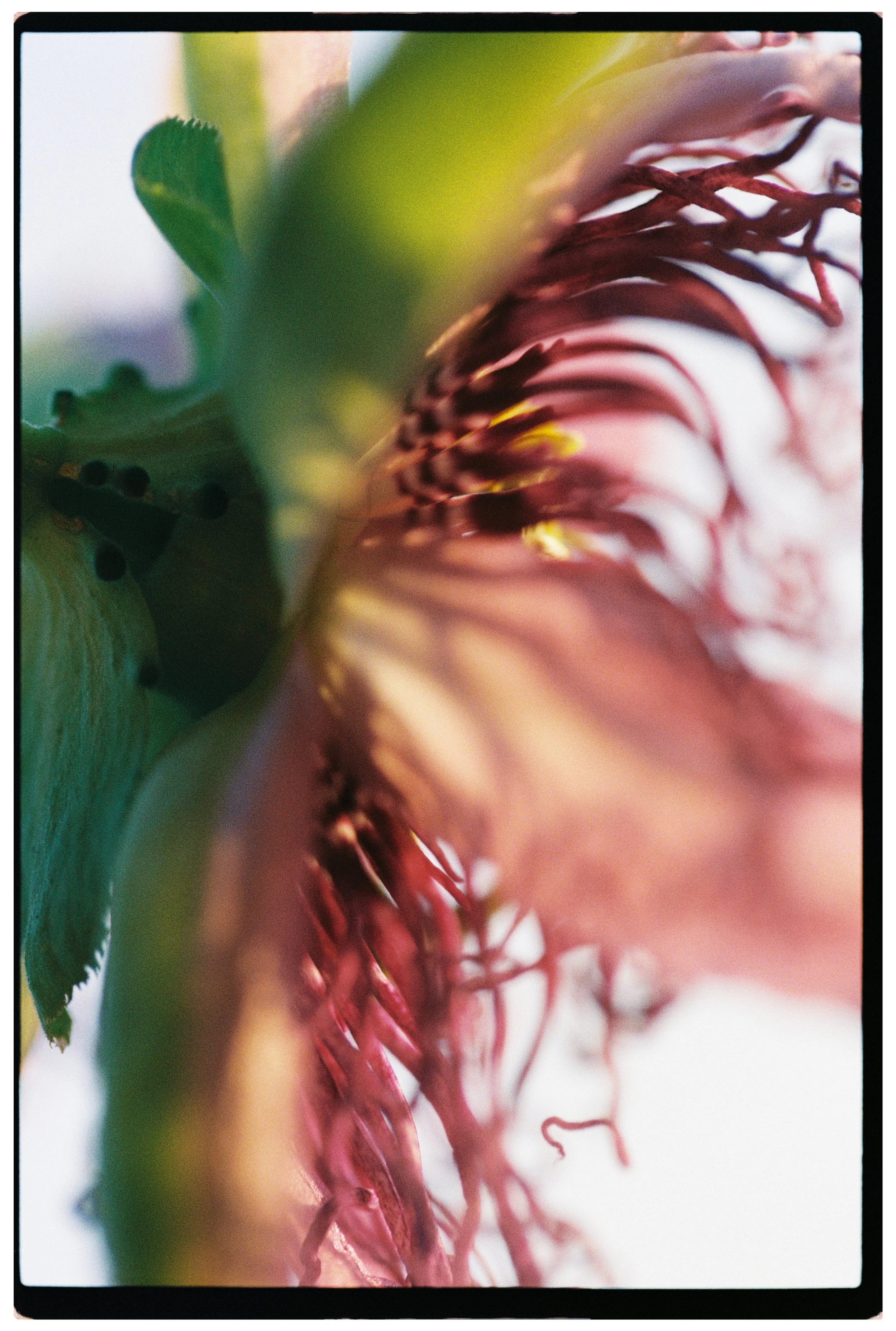 000047_hibiscus.JPG