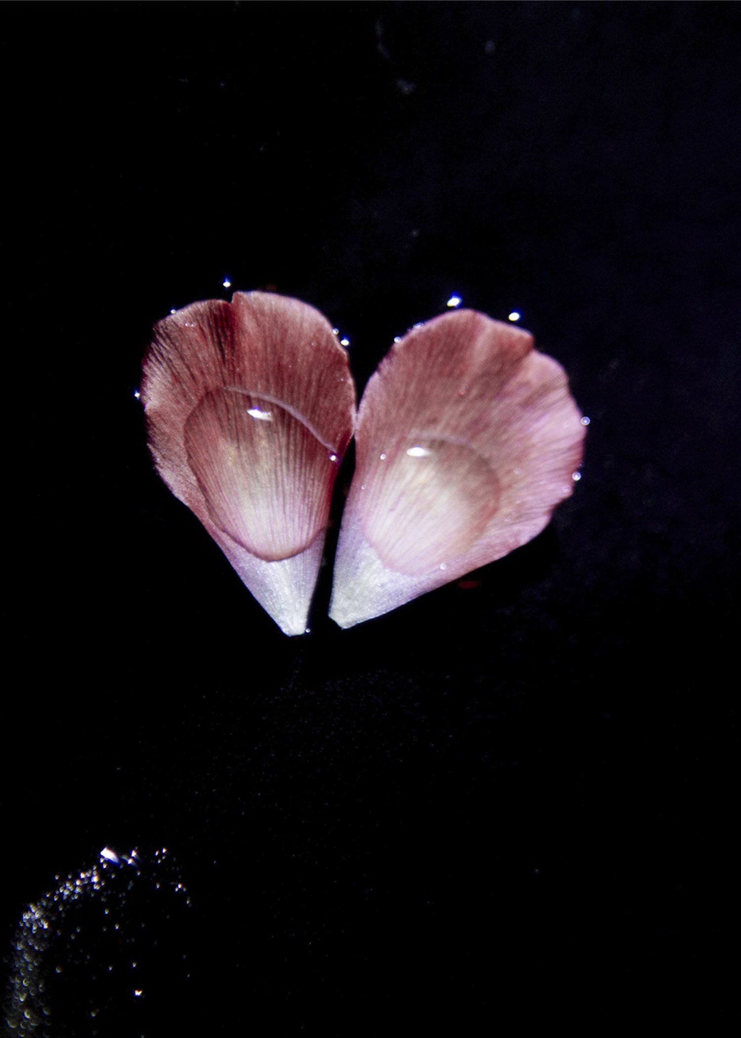 heartpetal16 copy-paper-1.jpg