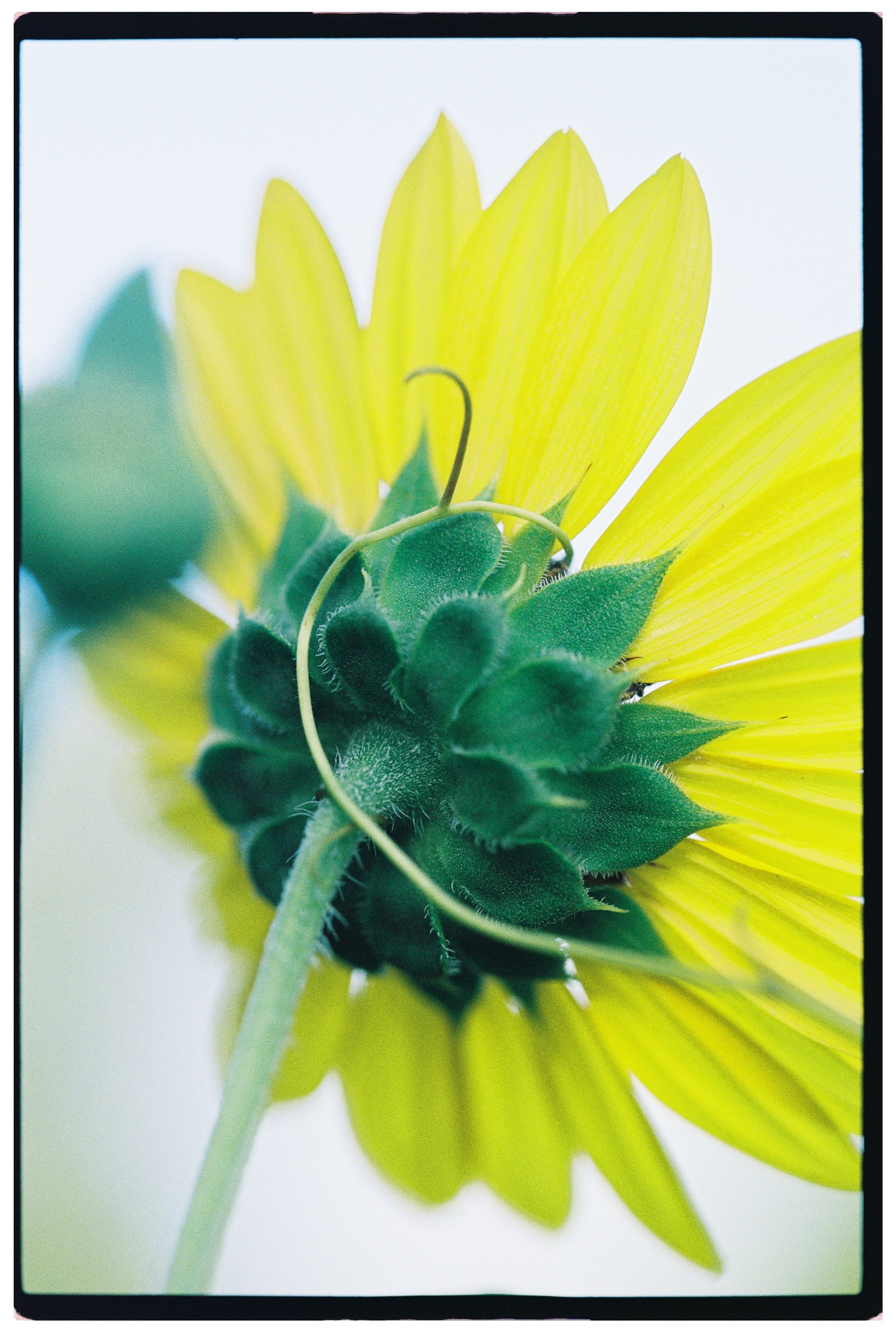 000057_hibiscus.JPG