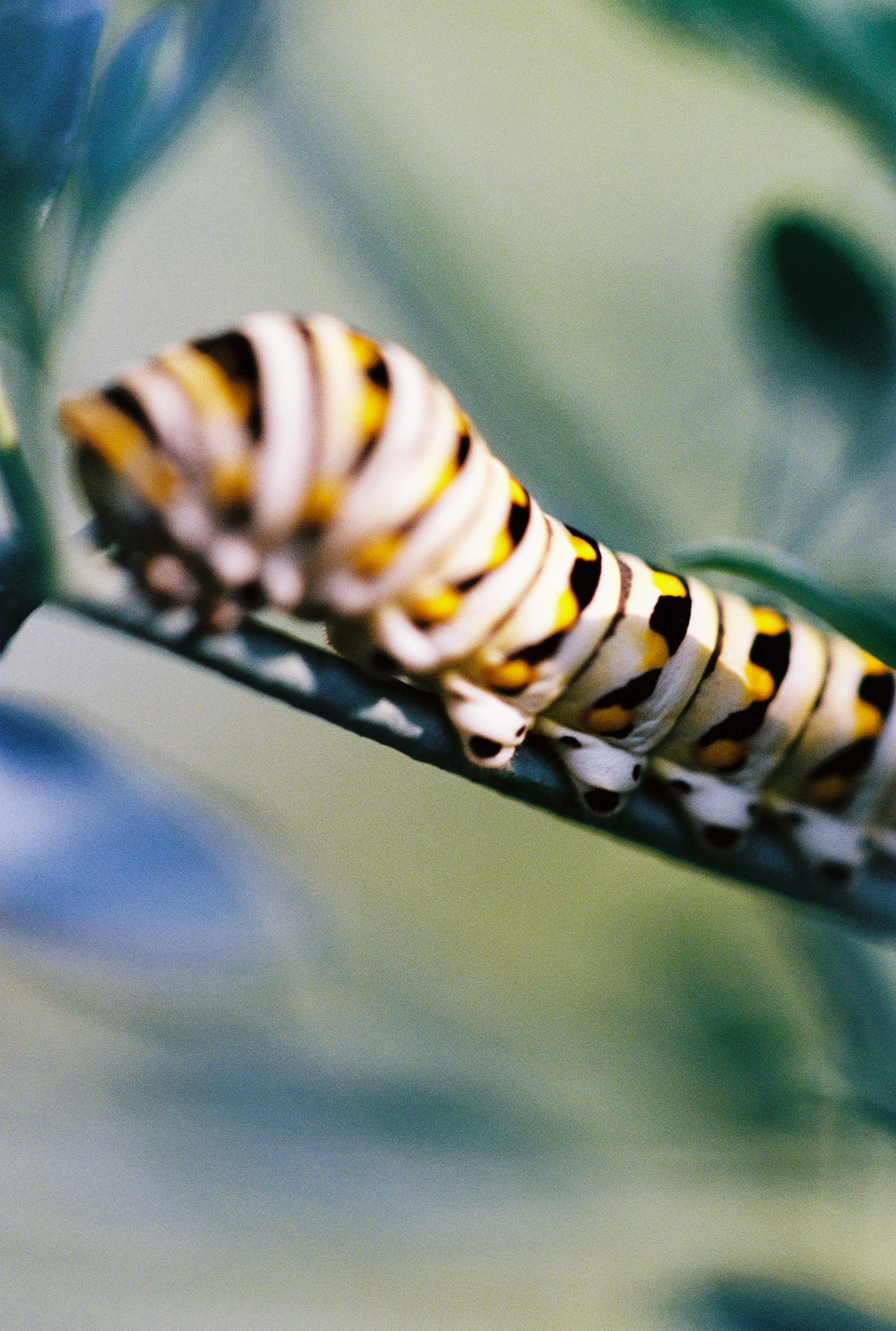 000045 copy 2-2.jpg