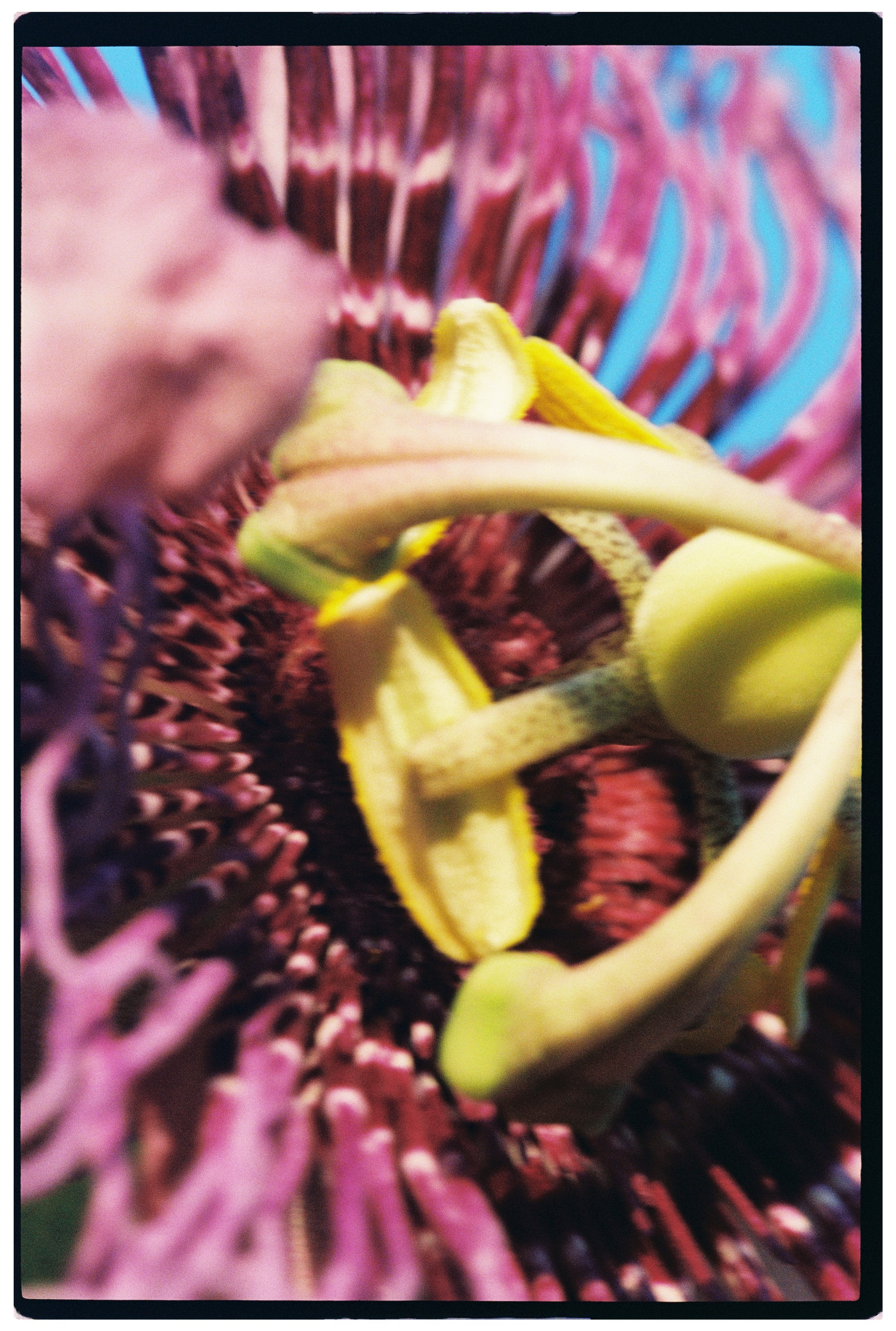 000050_hibiscus.JPG