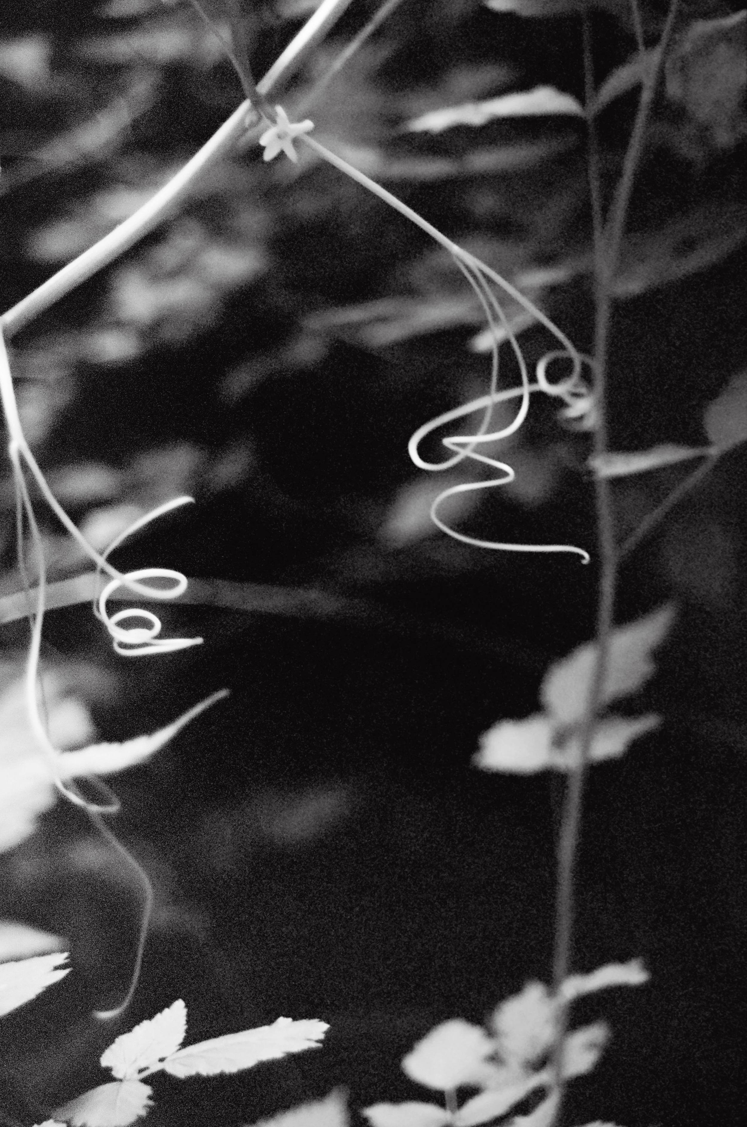 000009230013-bw.jpg