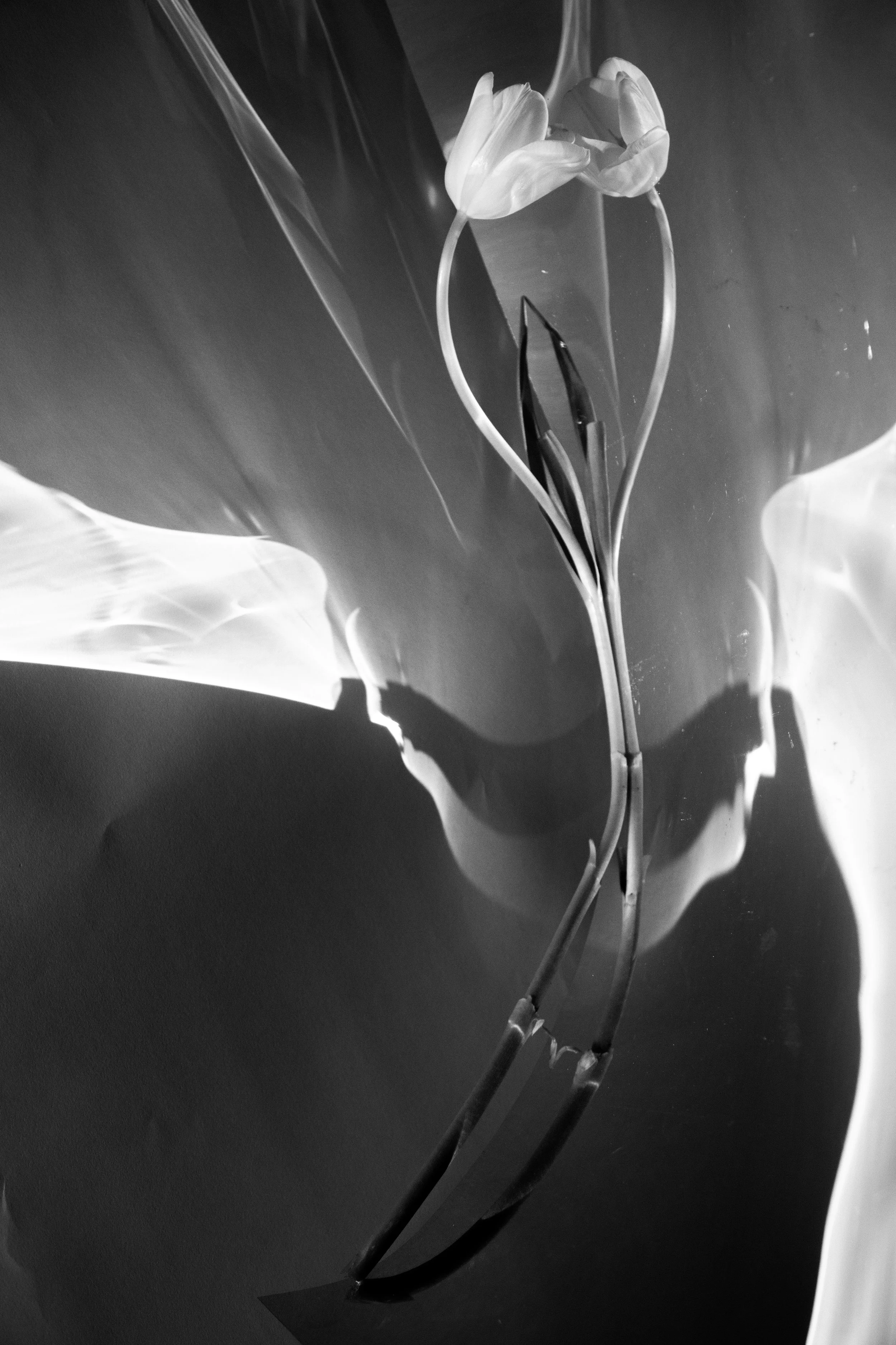 tulip-bw.jpg