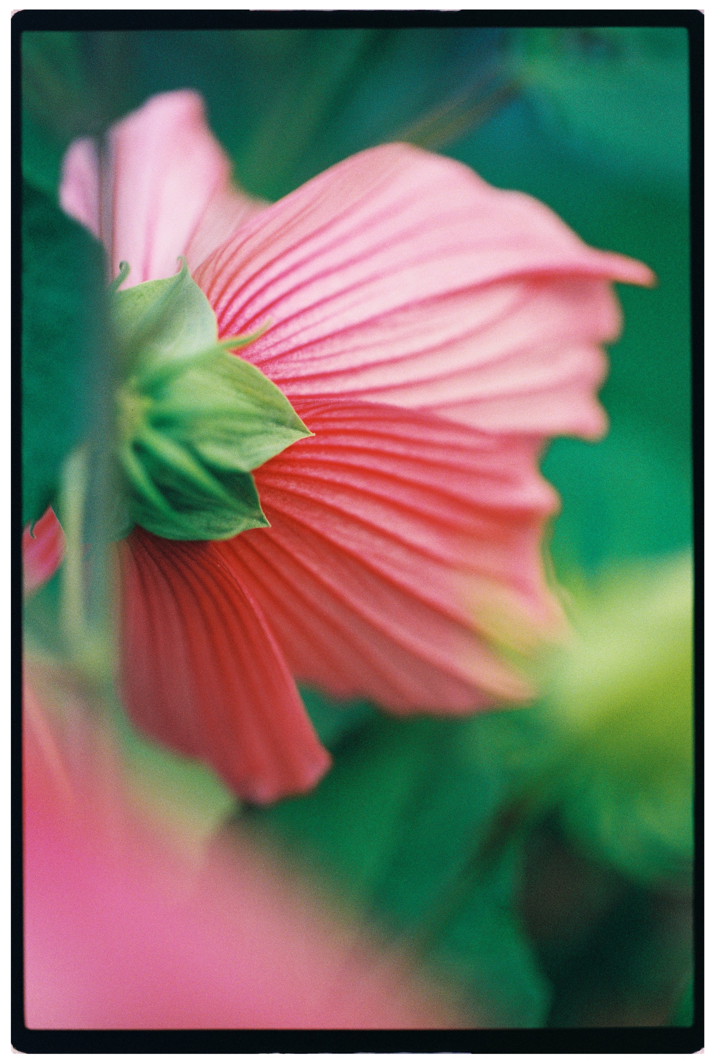 000066_hibiscus.JPG