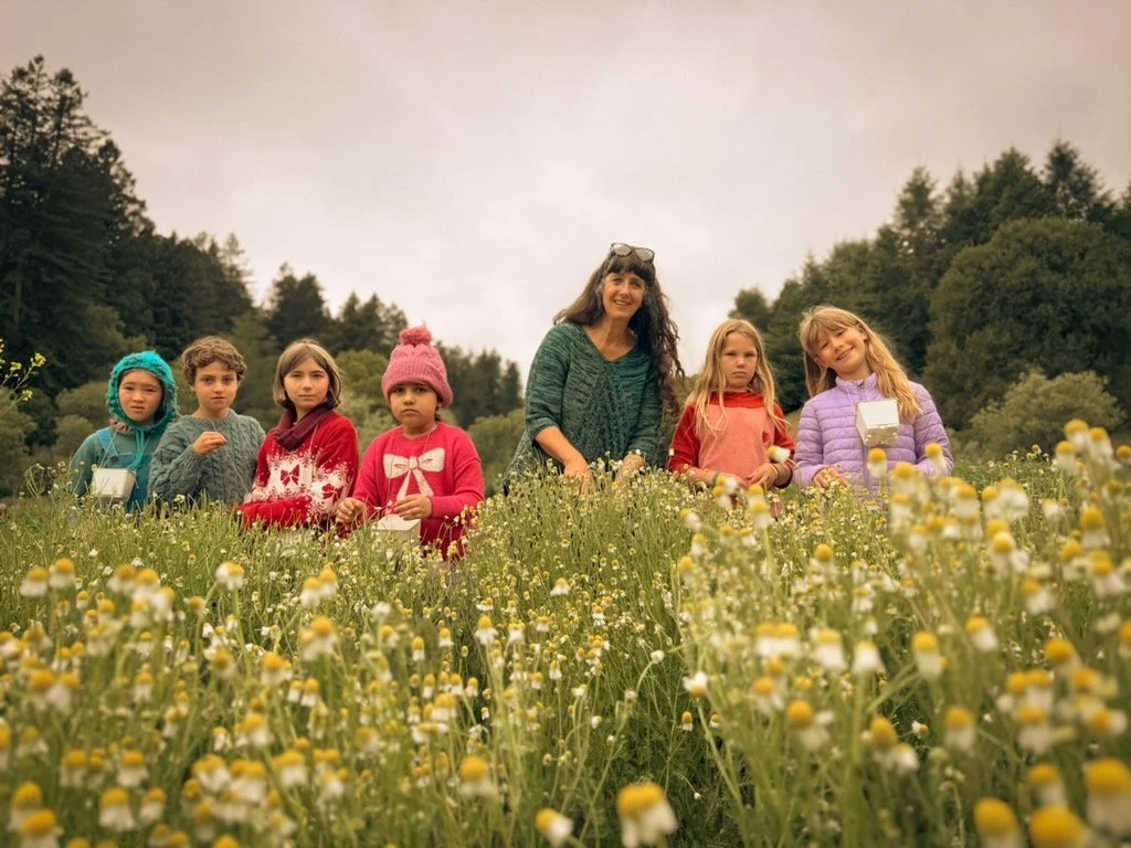 CHAMOMILE HARVEST SONG CIRCLE
