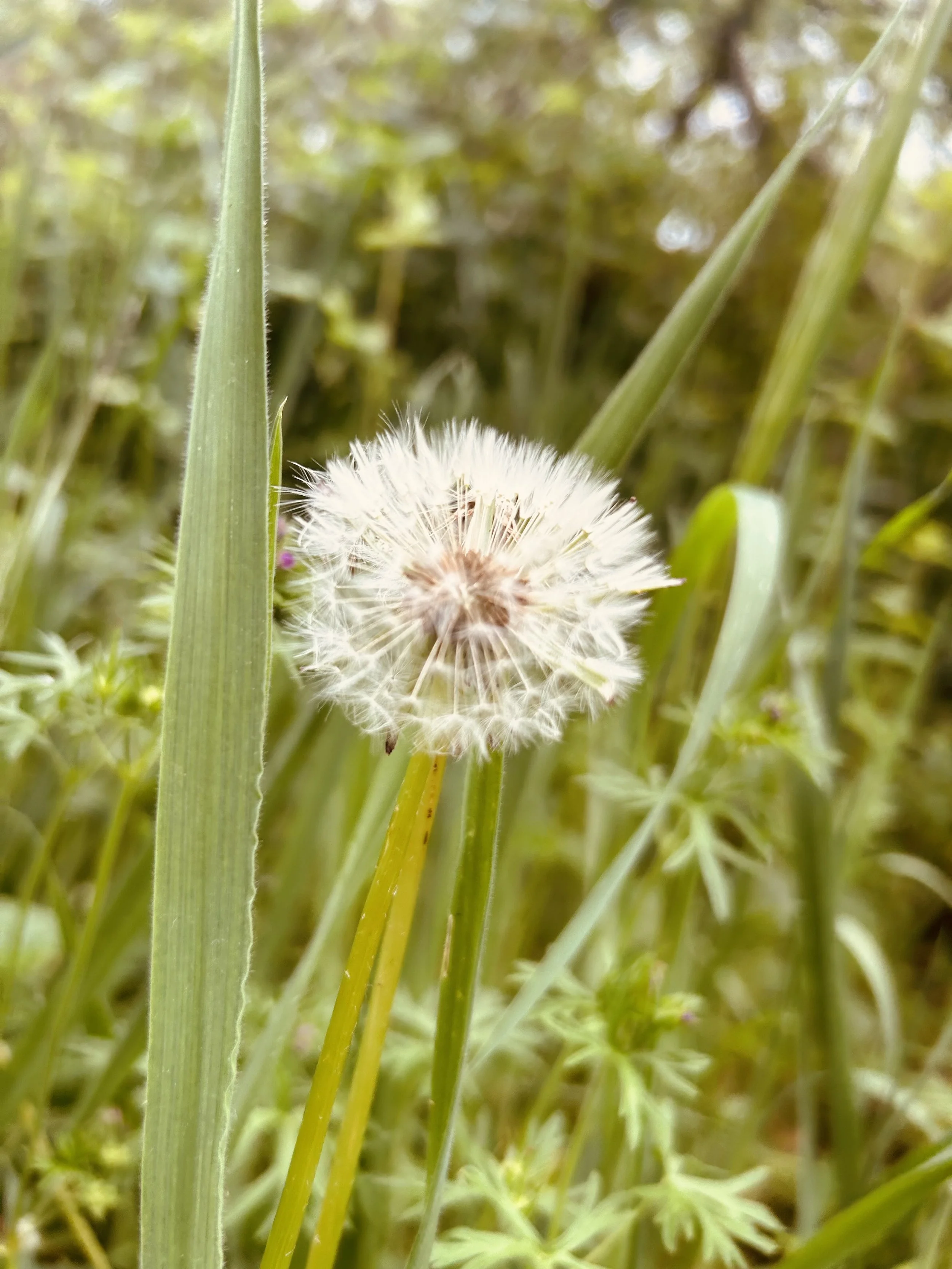 SUMMER SOLSTICE GATHERING of the BIODYNAMIC ASSOCIATION OF NORTHERN CALIFORNIA