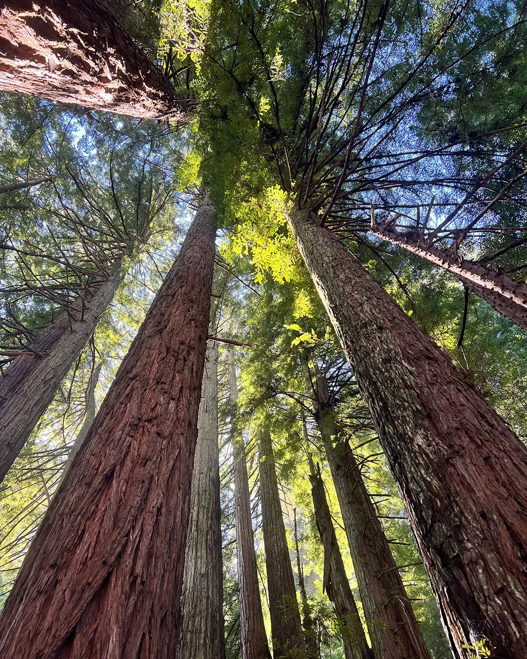 MINDFULNESS IN NATURE HALF DAY RETREAT