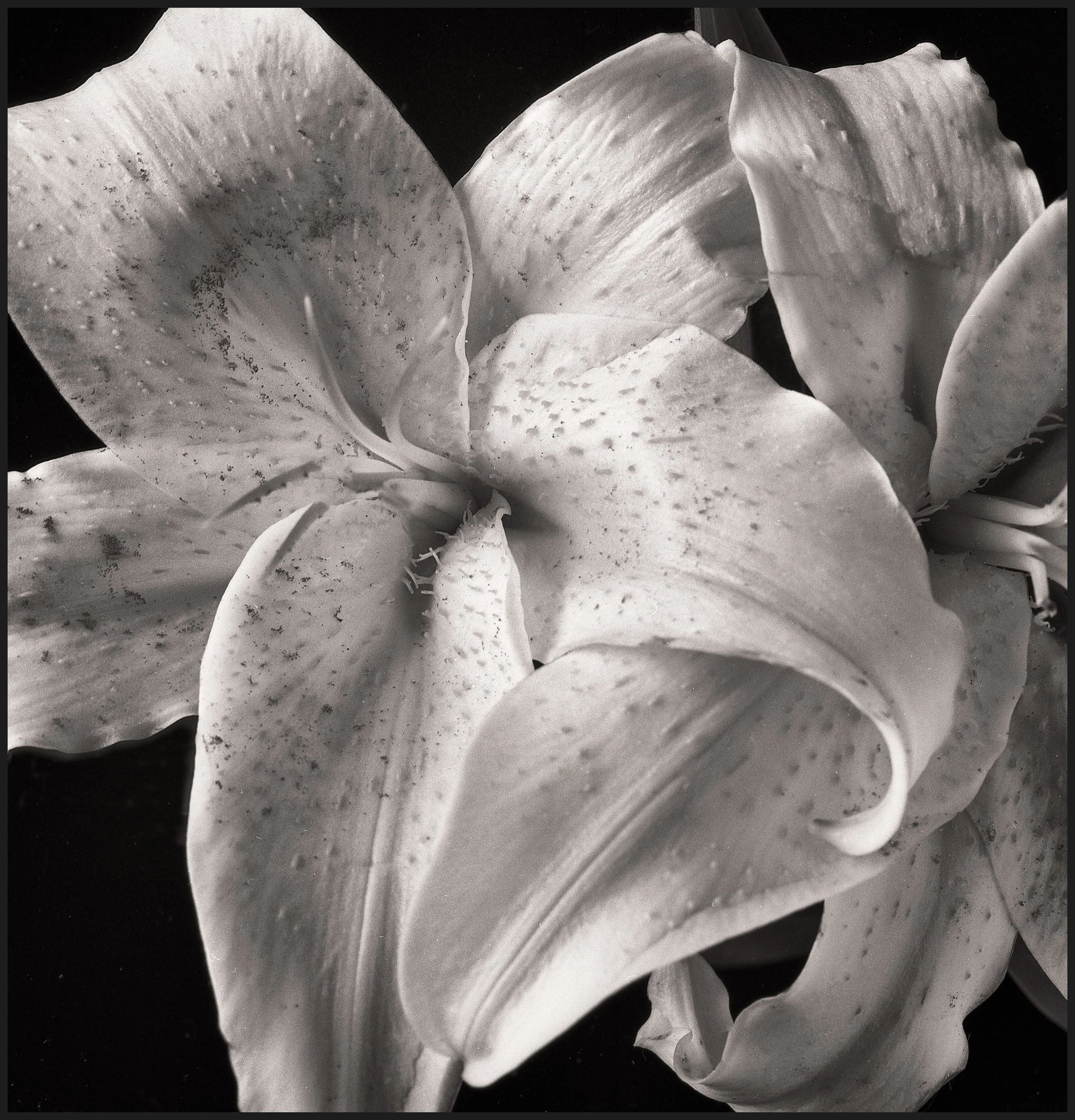 untitled (339 of 453).jpg