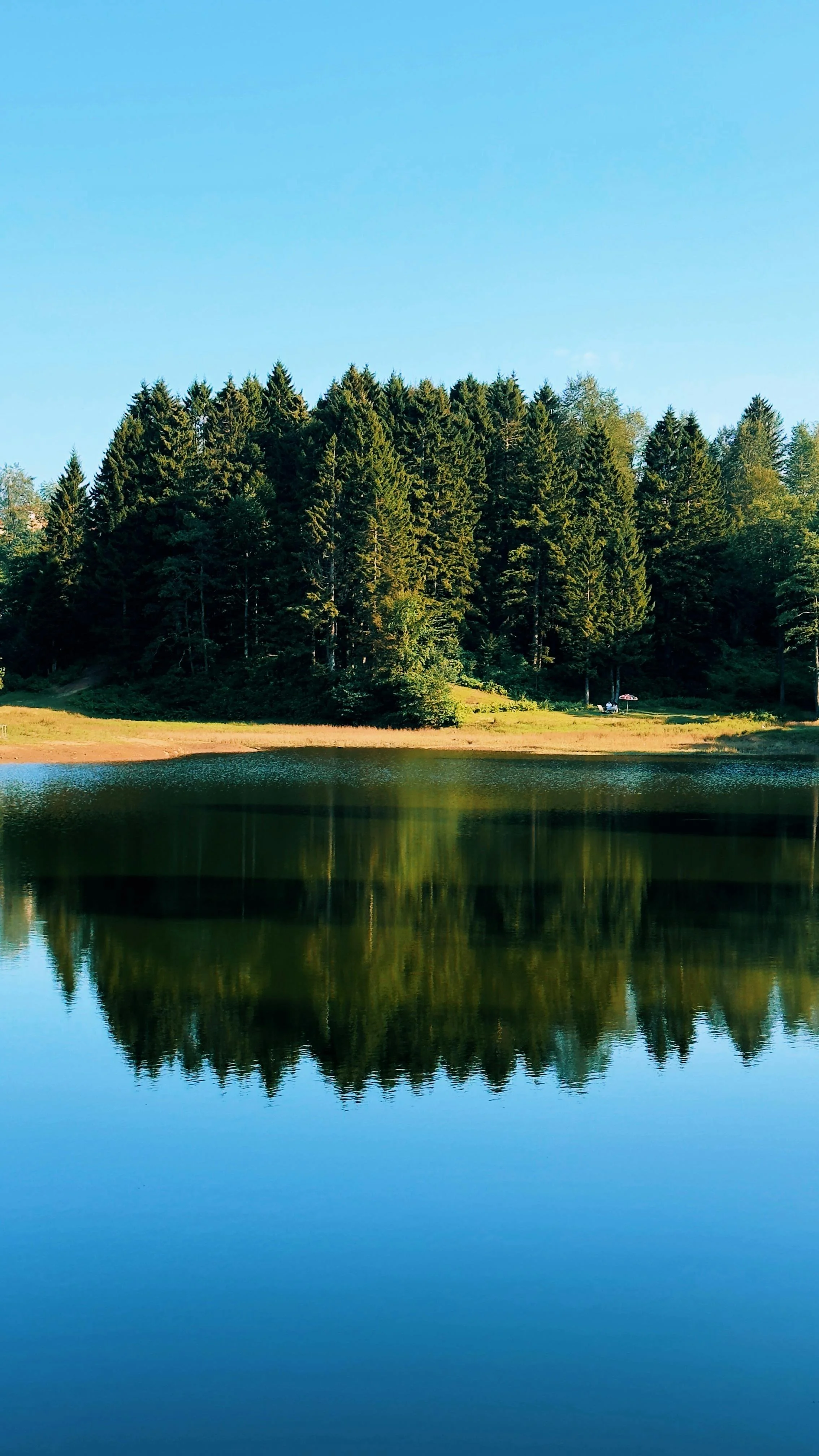 A peaceful lakeside scene with a dense forest of tall evergreen trees reflected in the calm water under a clear blue sky.