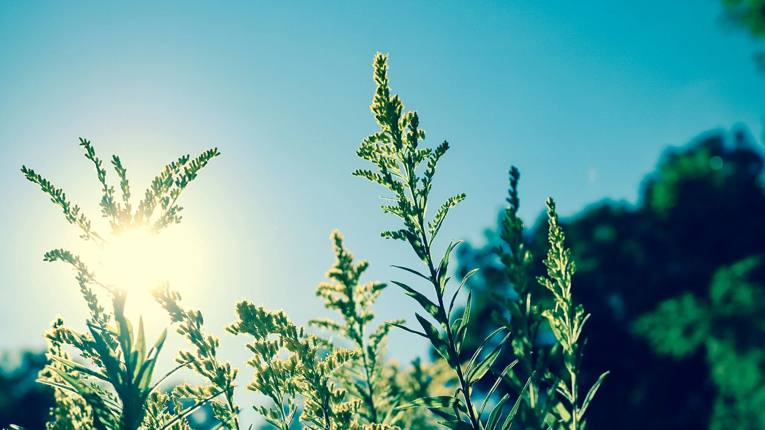 Close-up of green plants with sunlight shining through the leaves, against a clear blue sky.