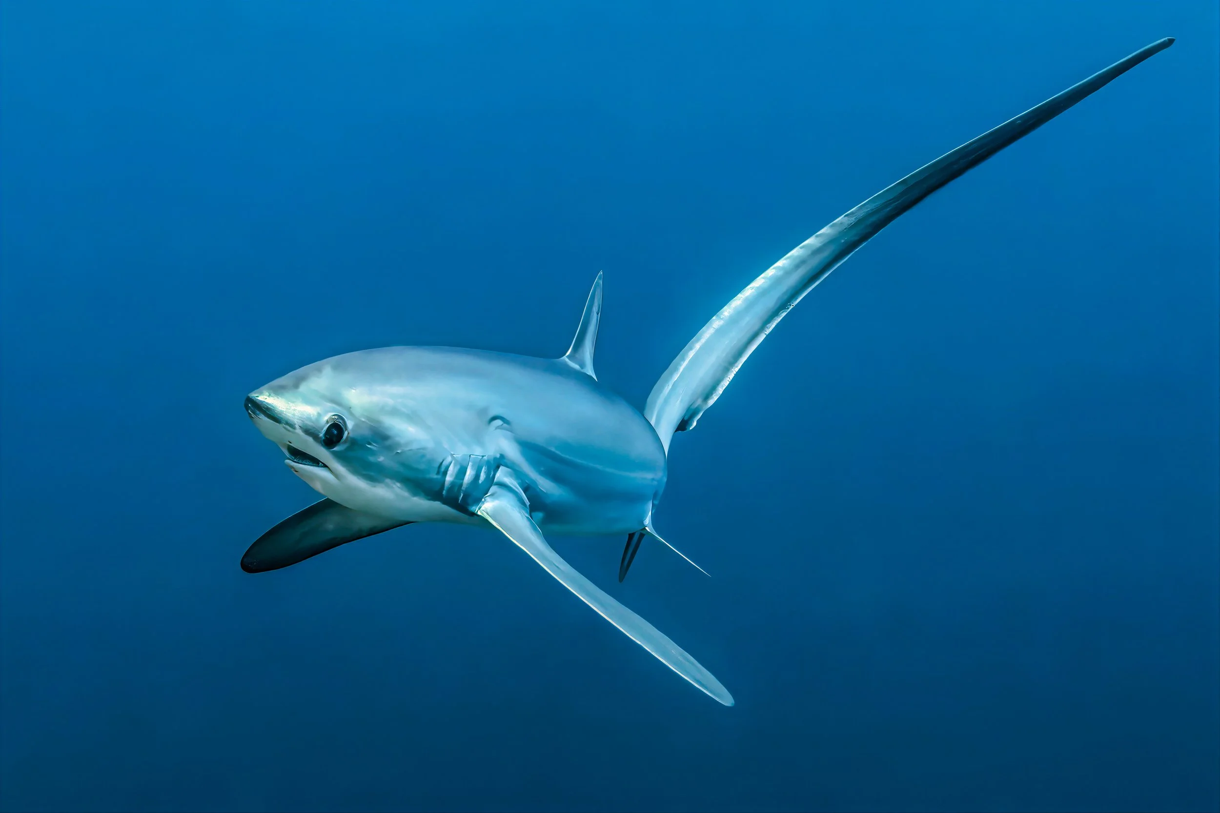 Thresher shark - Philippines