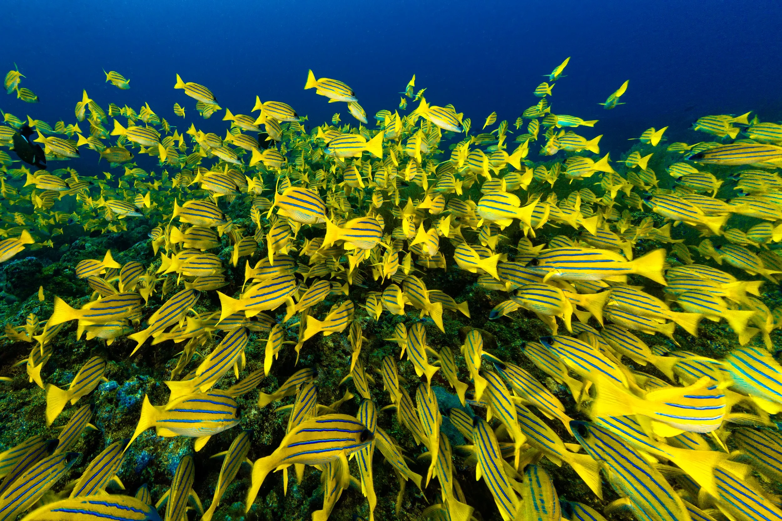 Bluestripe snappers - Maldives