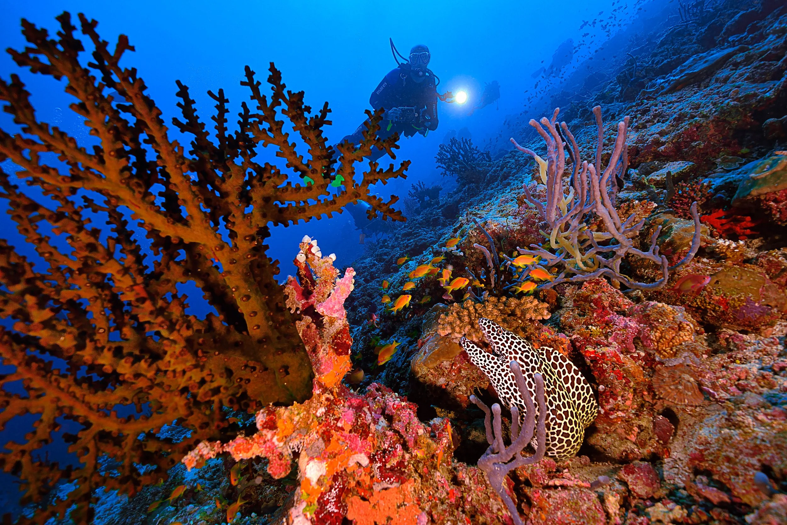 Laced moray - Maldives