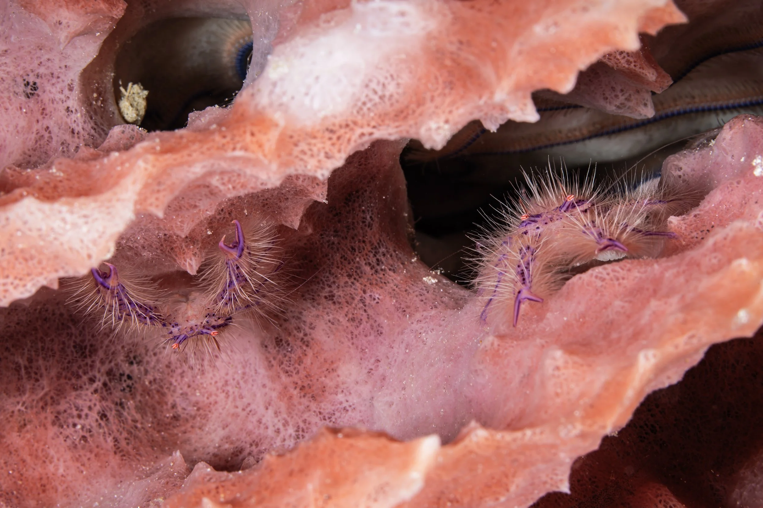 Two pink hairy squat lobsters - Indonesia