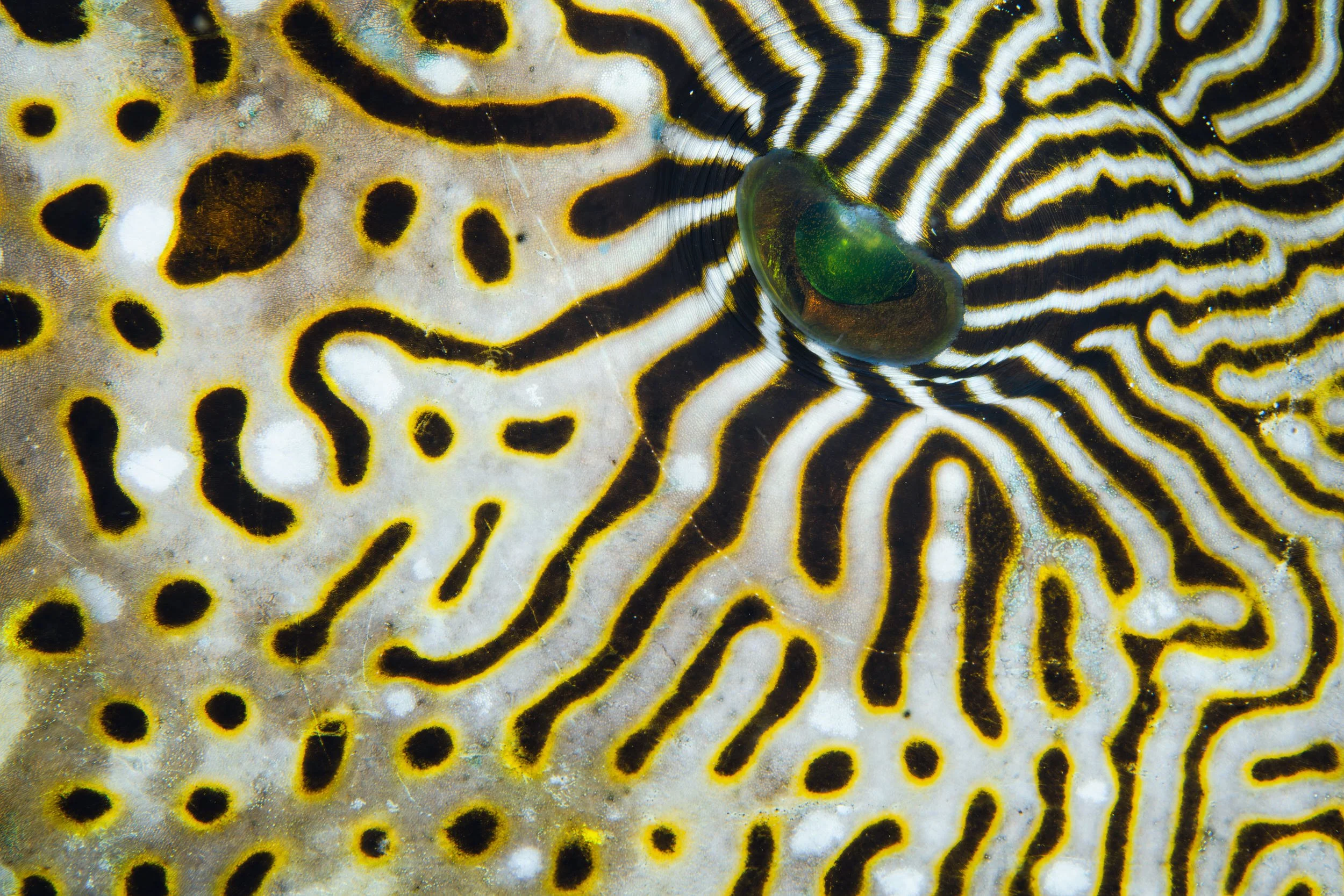 Map puffer - Indonesia