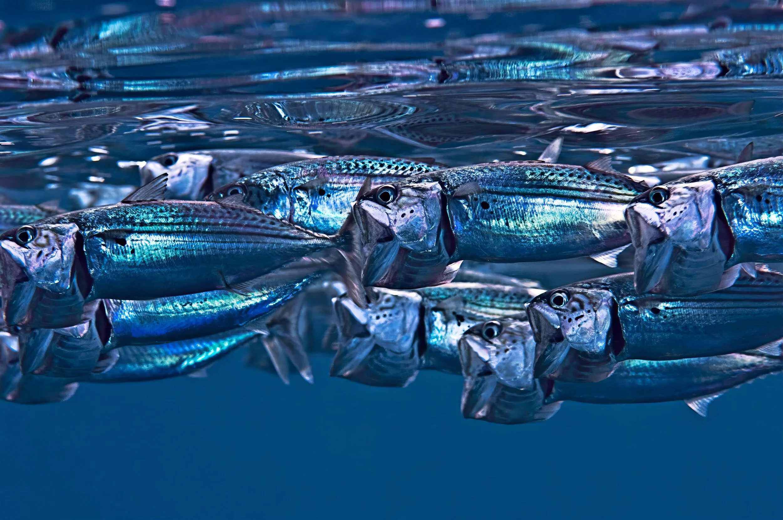 Indian mackerel - Saudi Arabia
