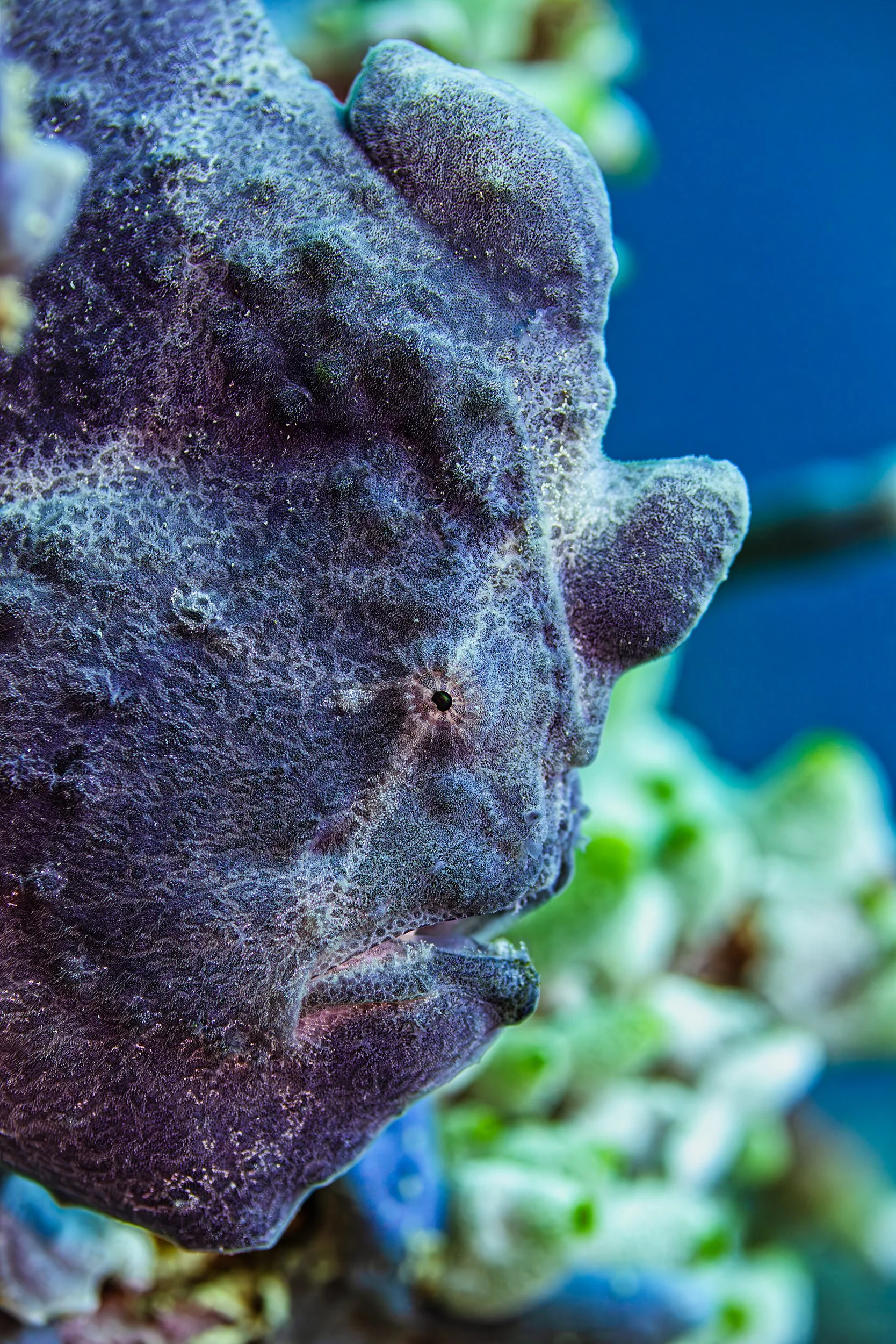Frogfish - Maldives