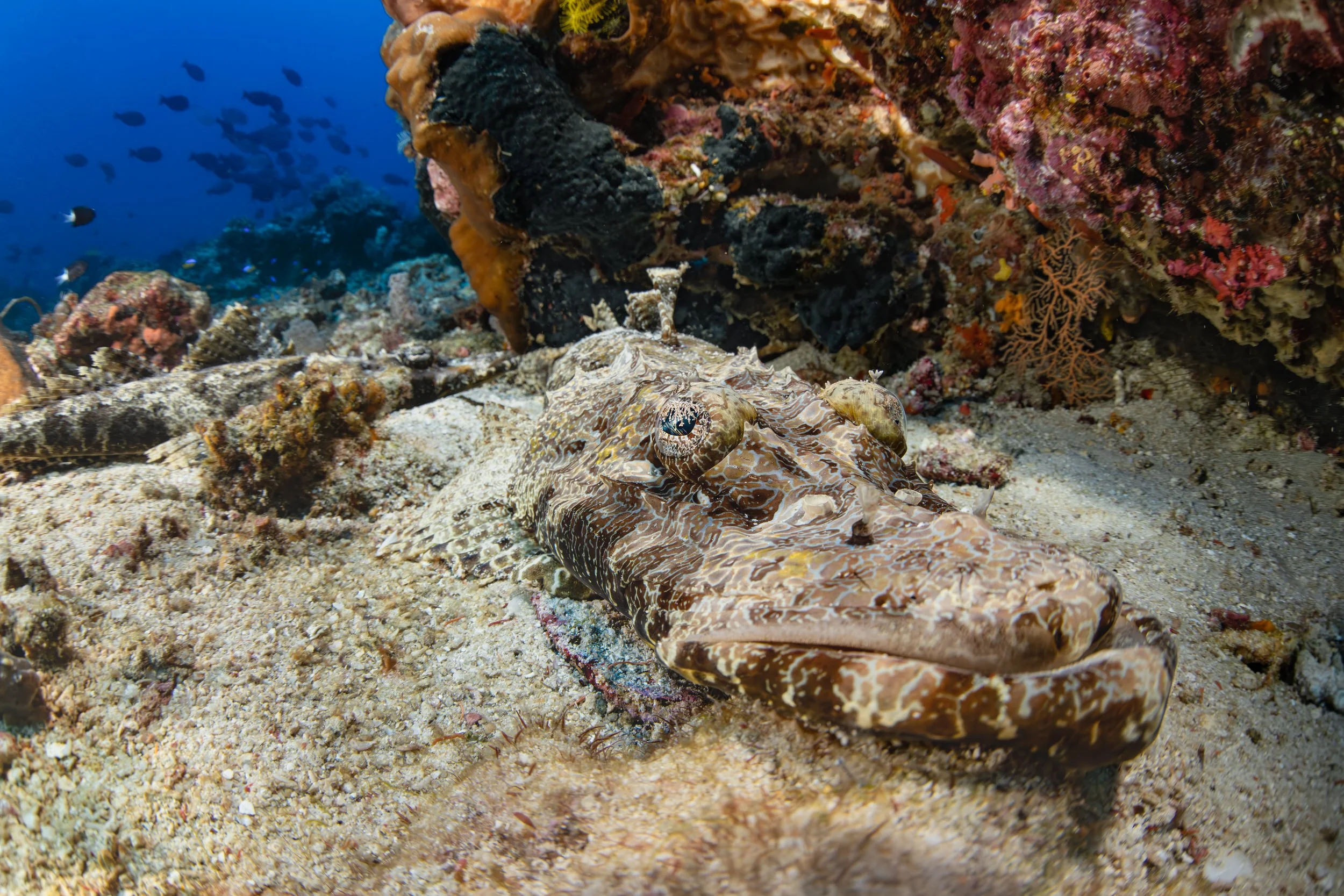 Crocodilefish - Indonesia
