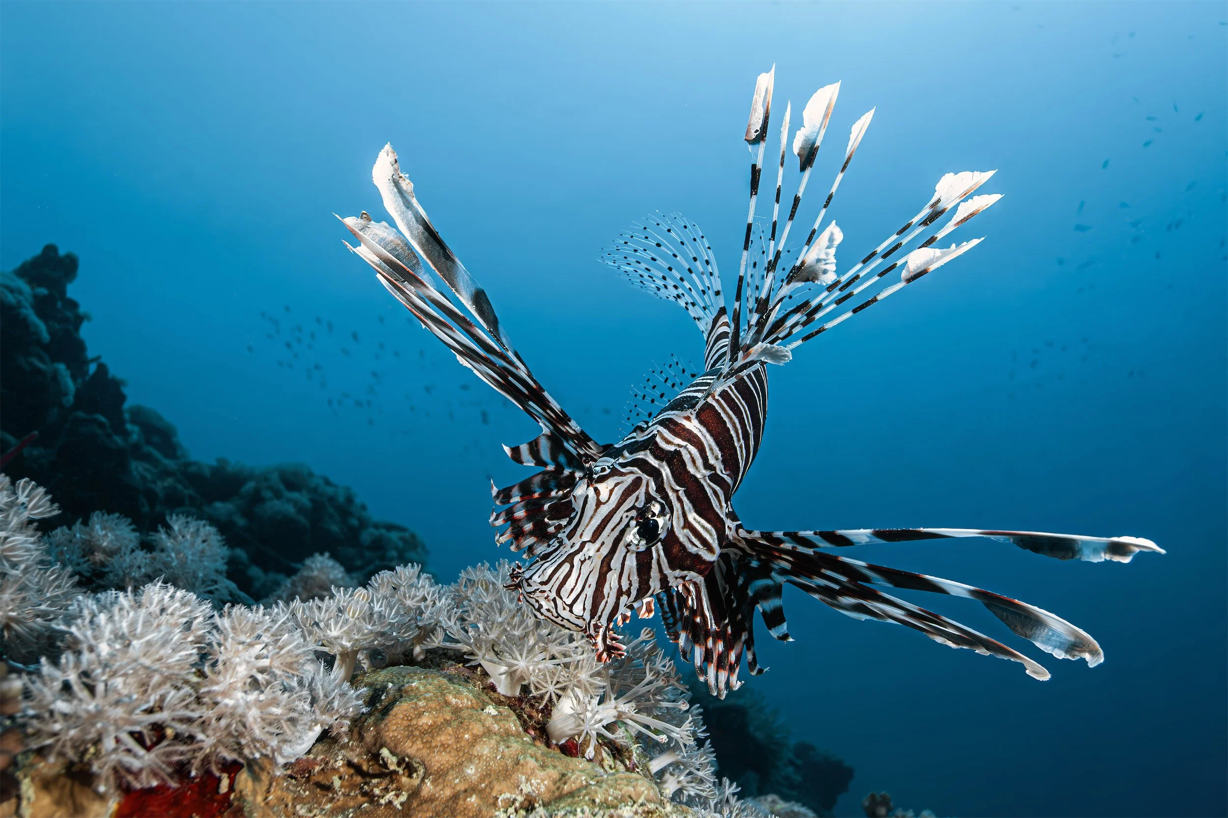 Lionfish - Saudi Arabia