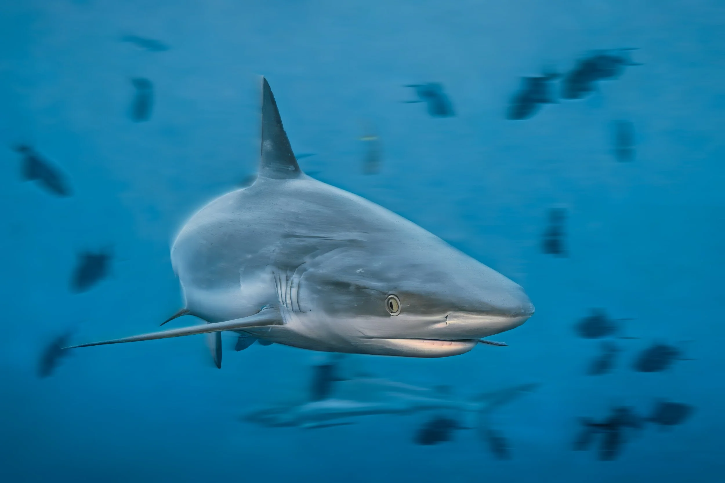 Swift Predator: A Grey Reef Shark in Motion - Maldives
