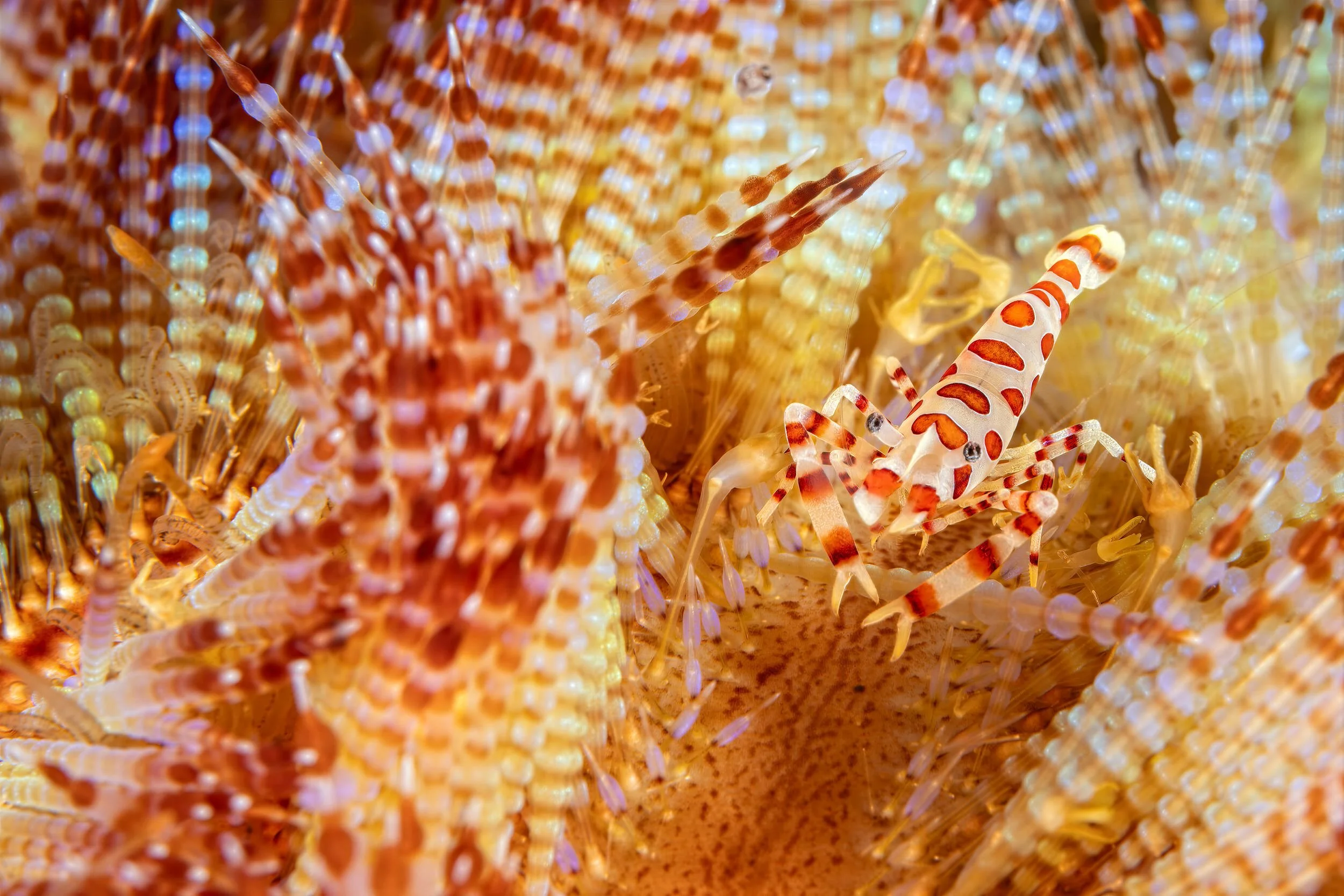 Coleman shrimp / Urchin shrimp - Indonesia