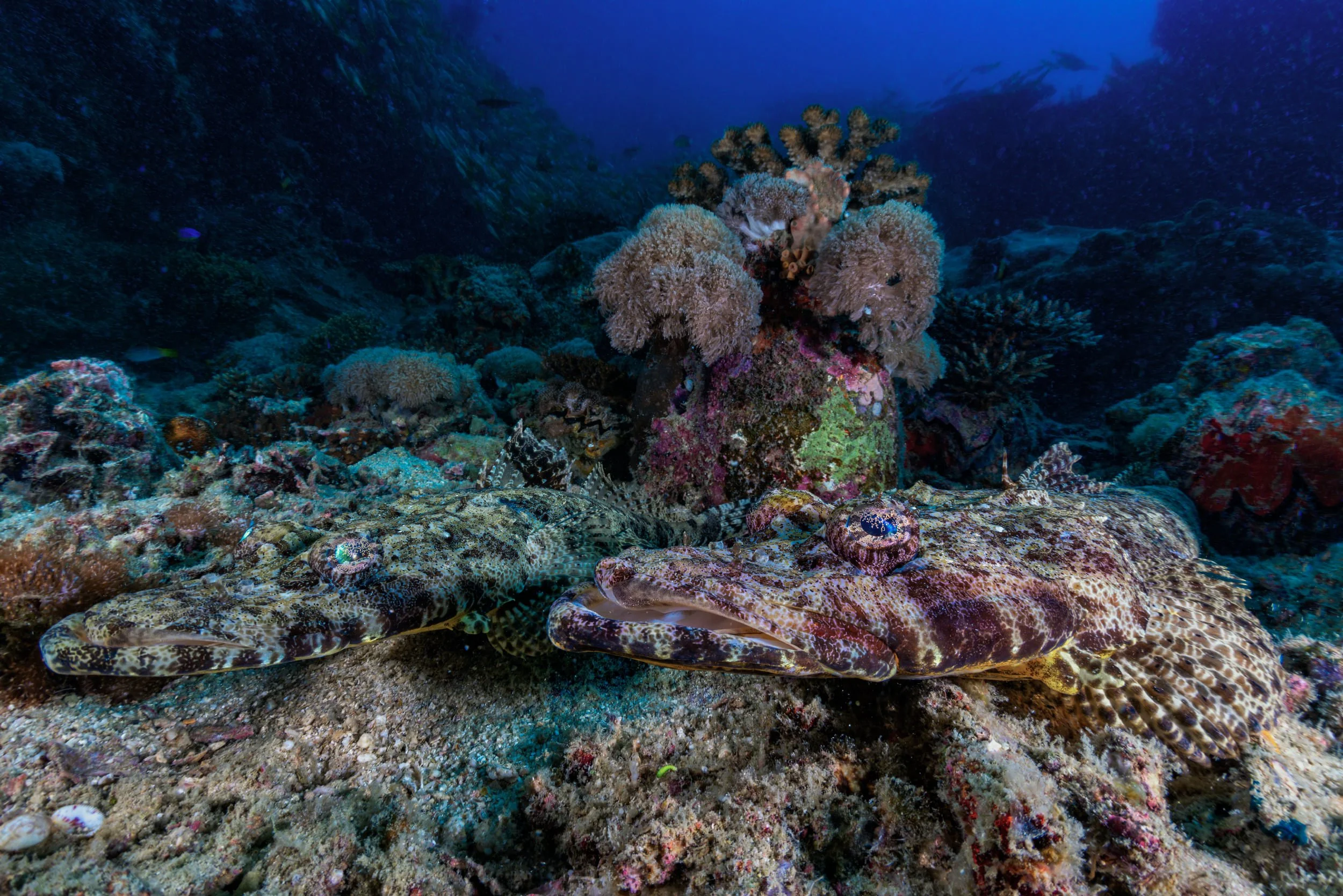 Crocodile fish - Madagascar