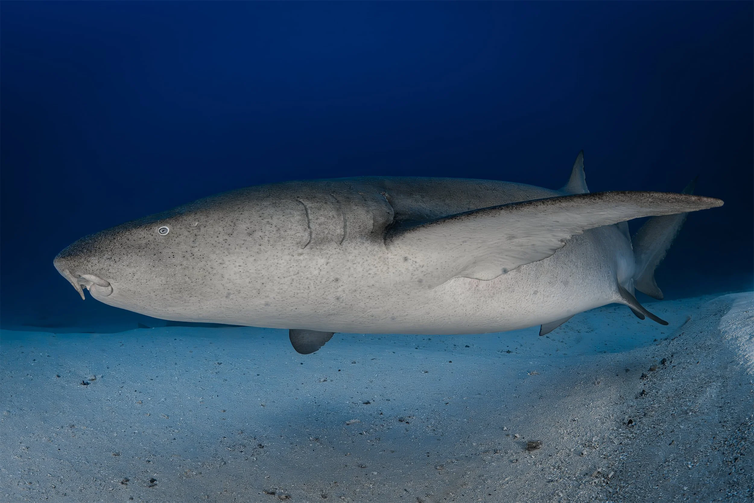 Nurse shark - Maldives