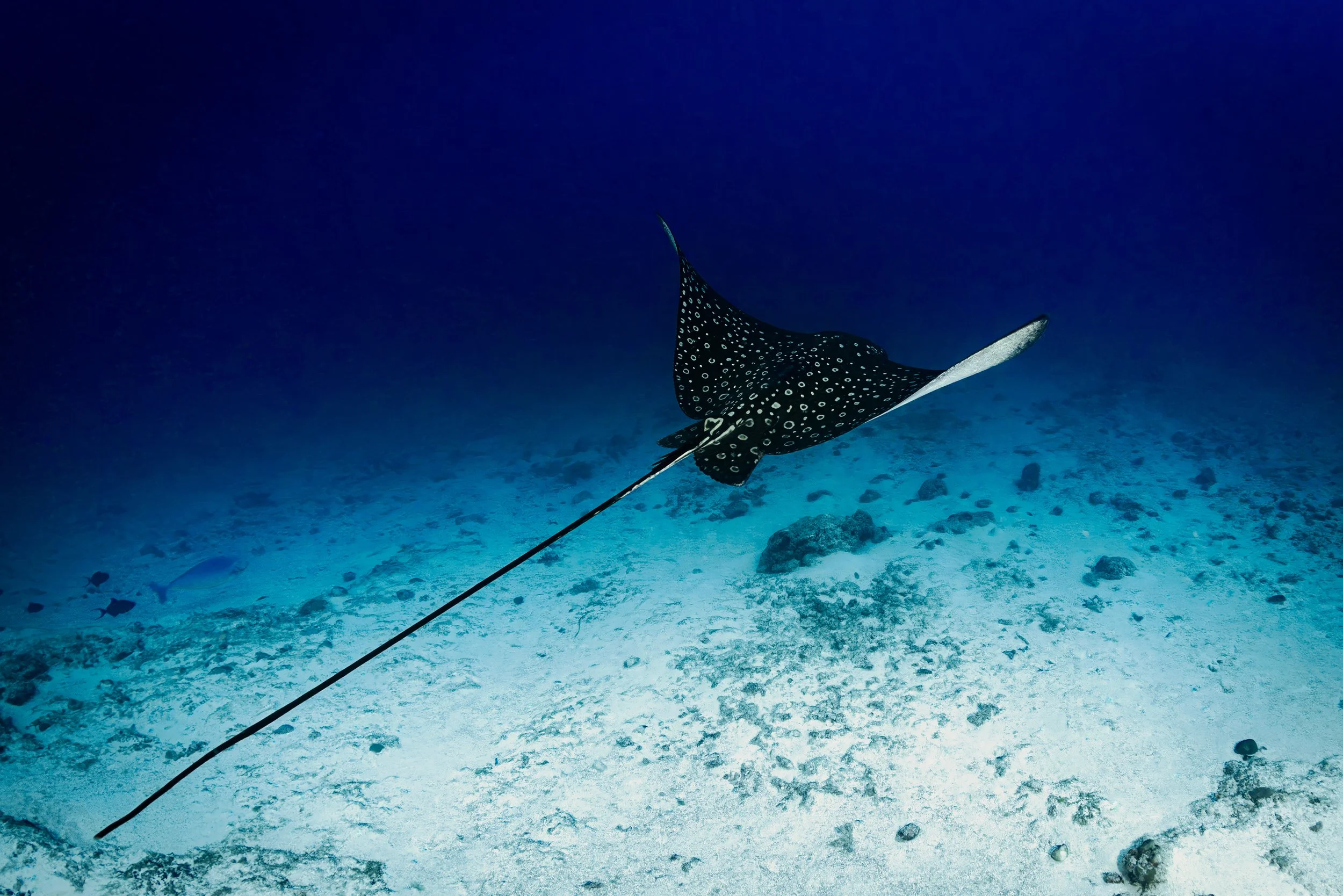 Eagle ray - Maldives