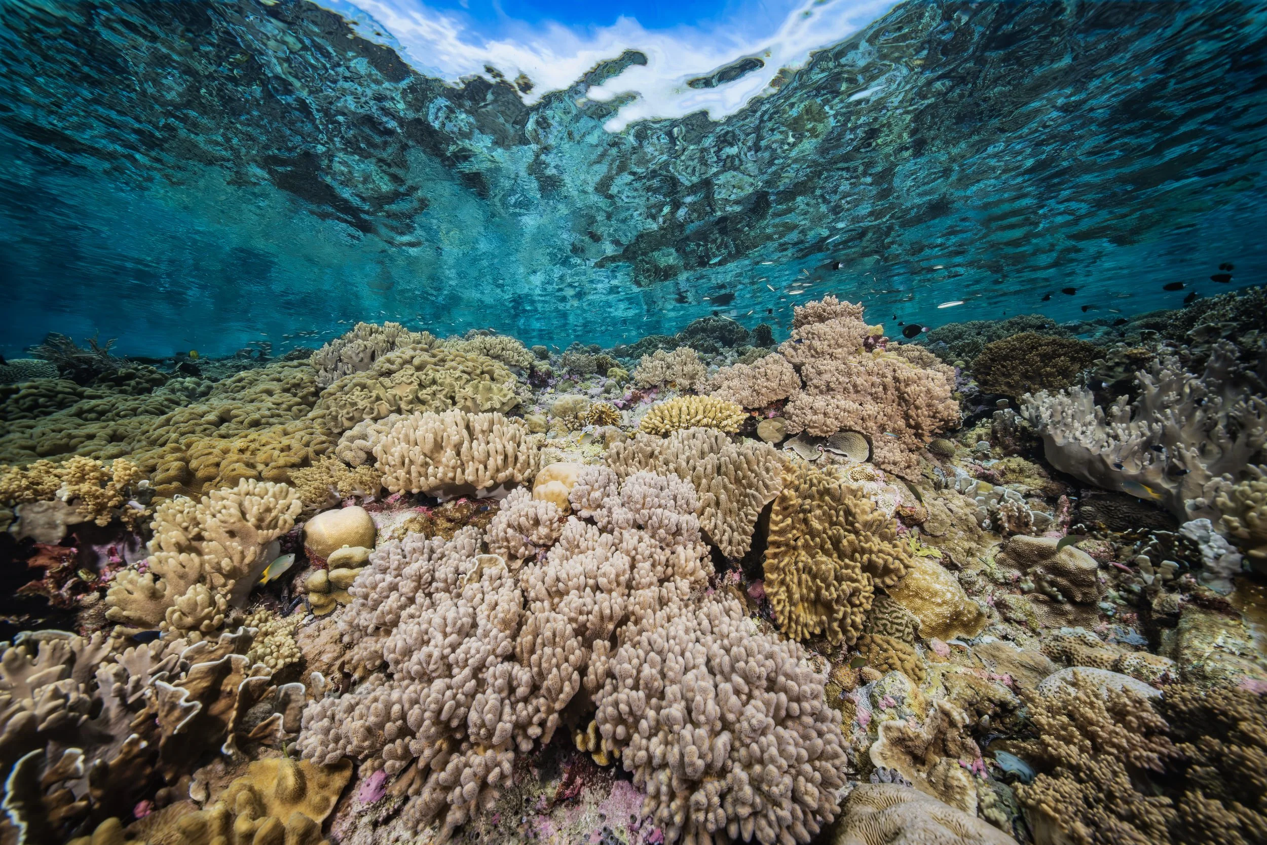 Healthy coral - Indonesia