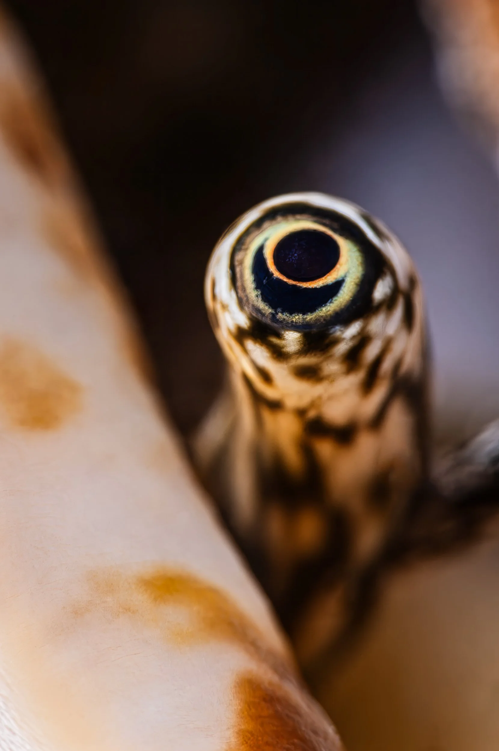 Eye of the Ocean: A striking gaze from a conch, showcasing the intricate mysteries of underwater life - Seychelles