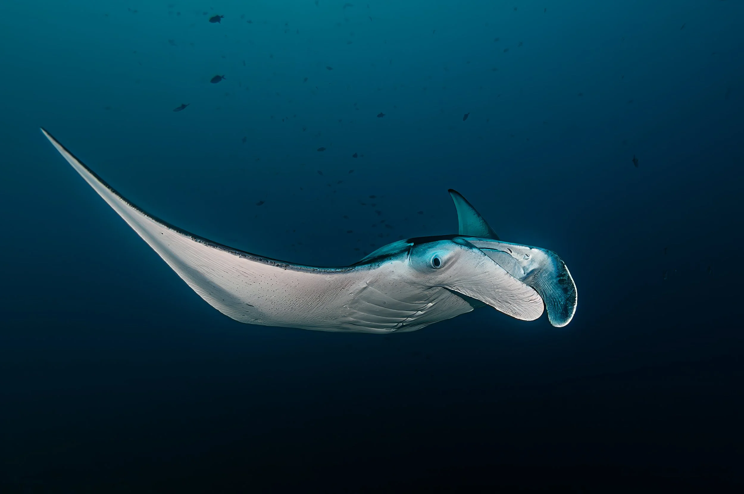 Manta Ray - Maldives