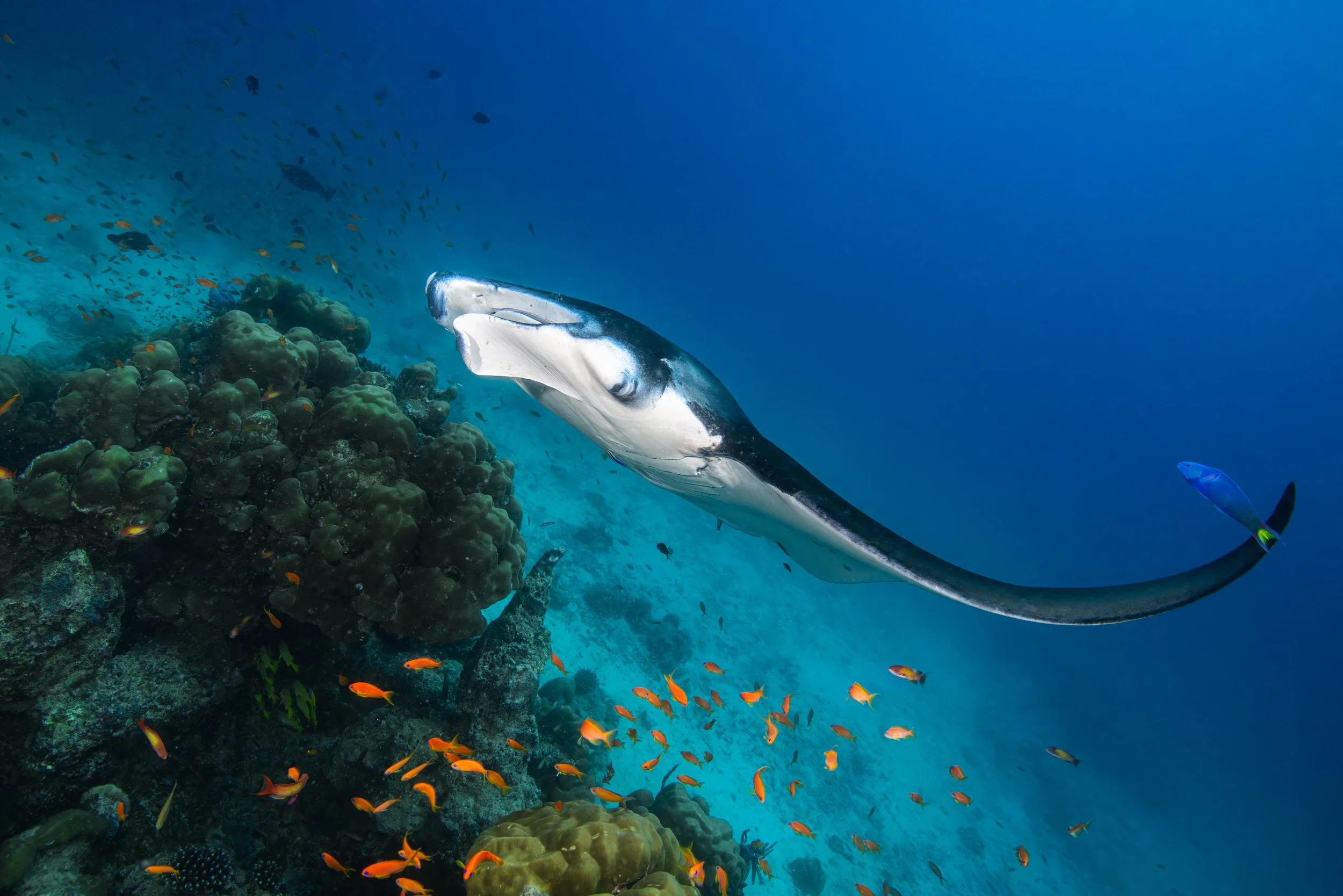 Graceful Passage: A Manta Ray Soaring Above a Reef of Life - Maldives