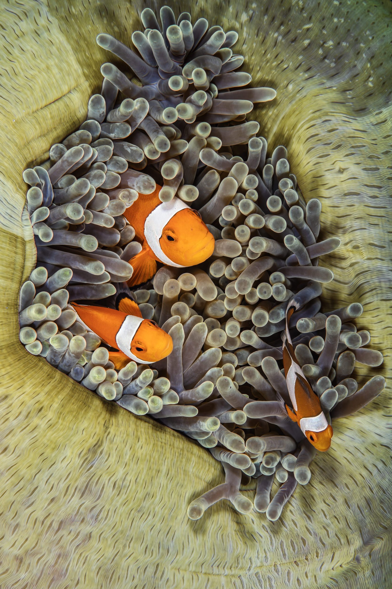 Three clownfish - Indonesia