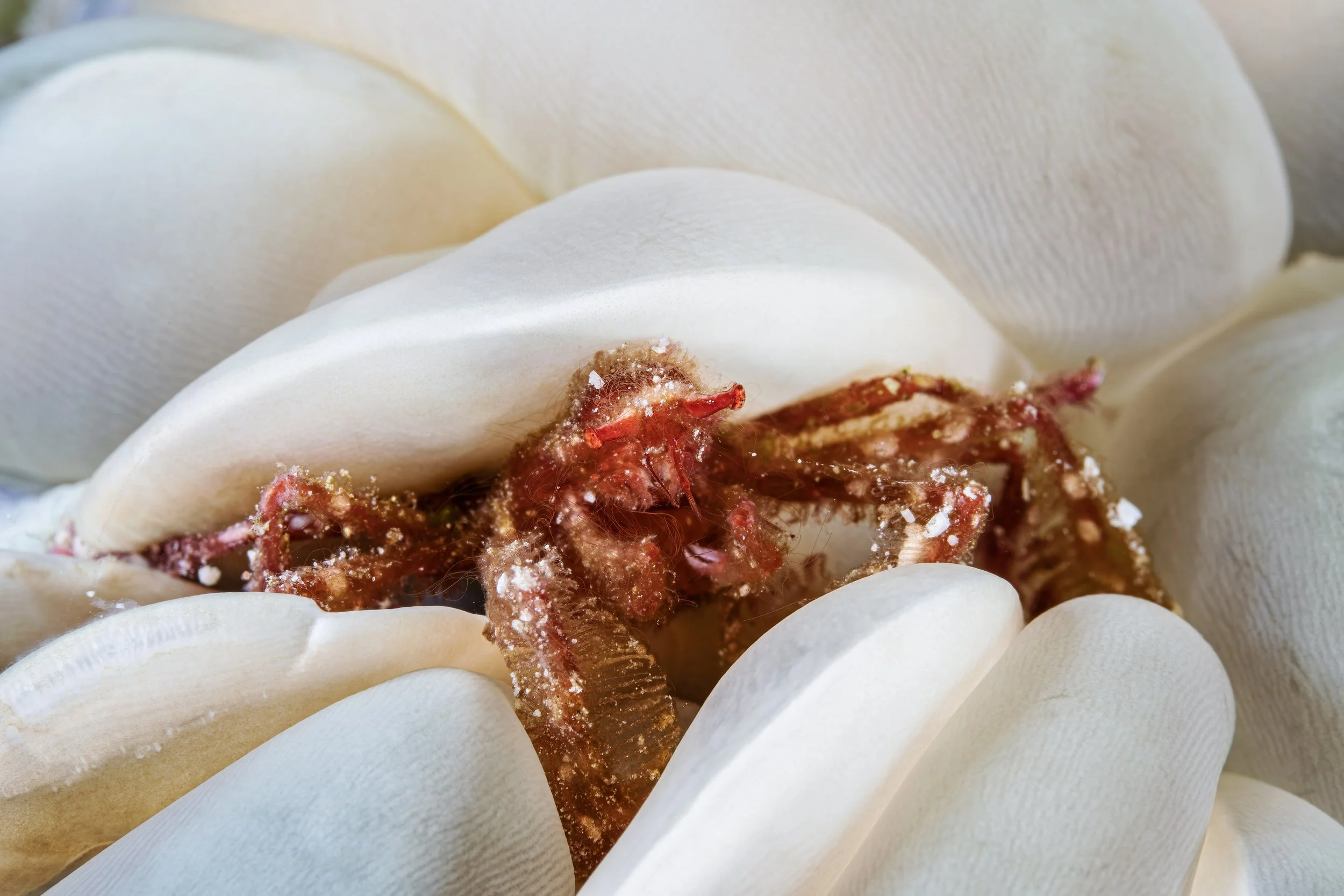 The orang-utan crab - Indonesia