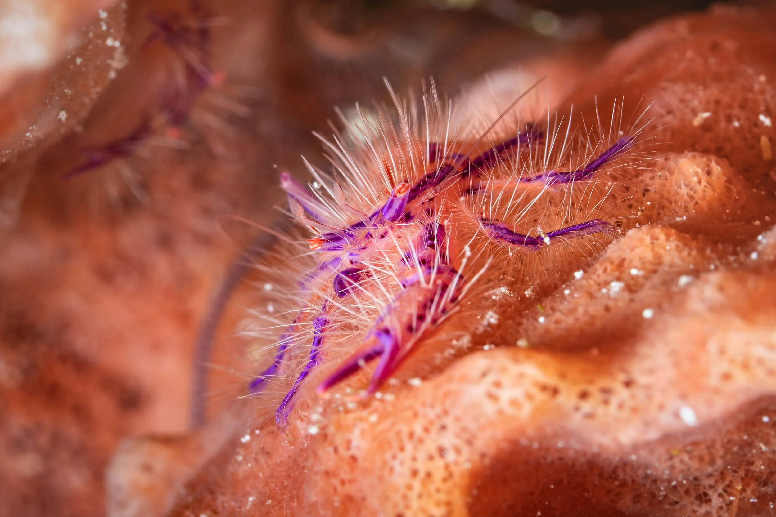 The pink hairy squat lobster - Indonesia