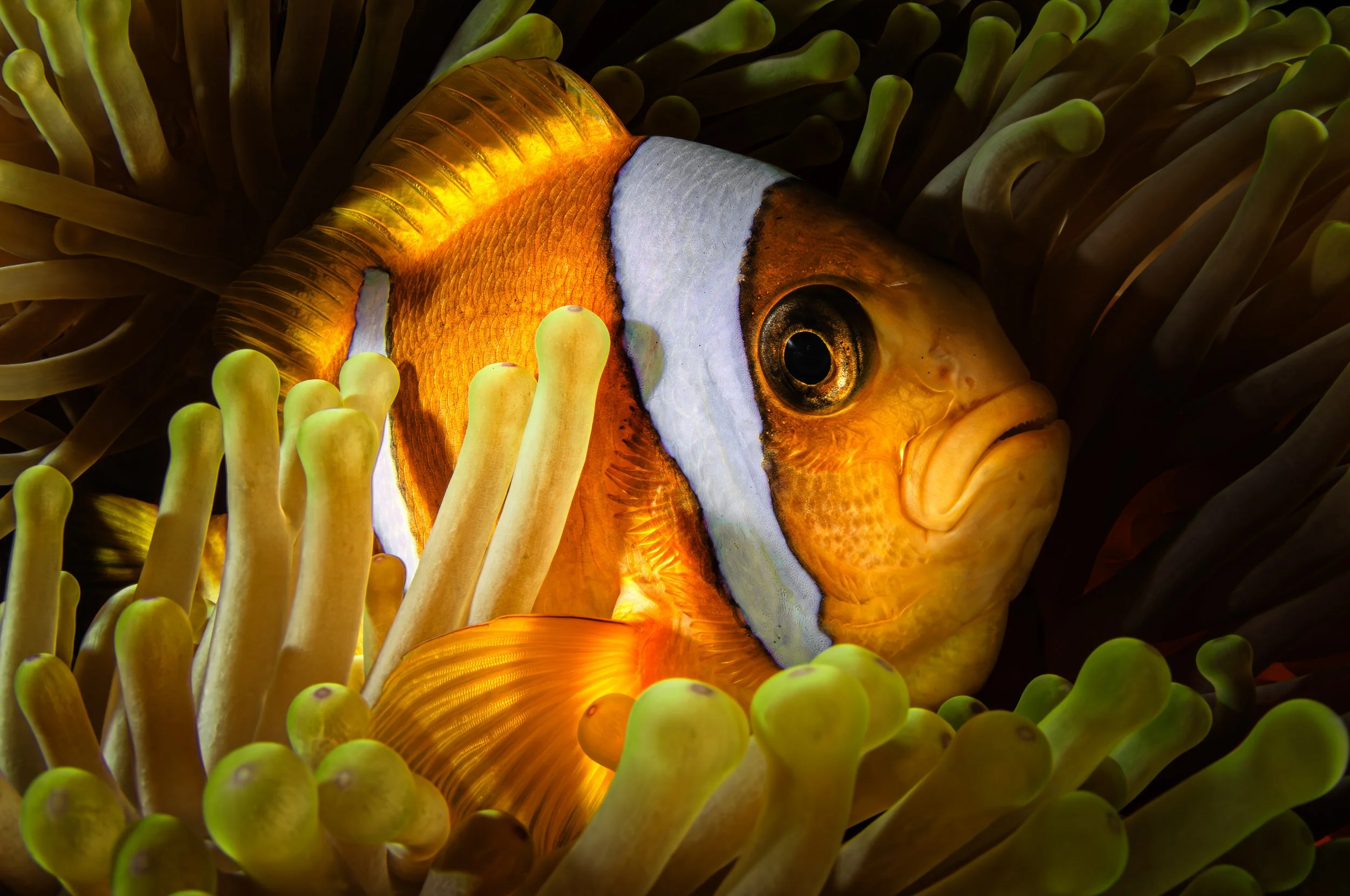 Anemonefish - Saudi Arabia