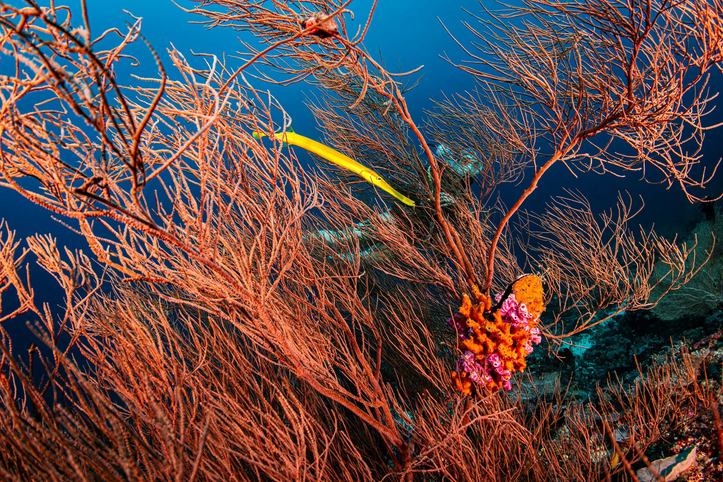 Journey Through the Gorgonians: A Trumpetfish and Diver Exploring the Vibrant Depths - Maldives