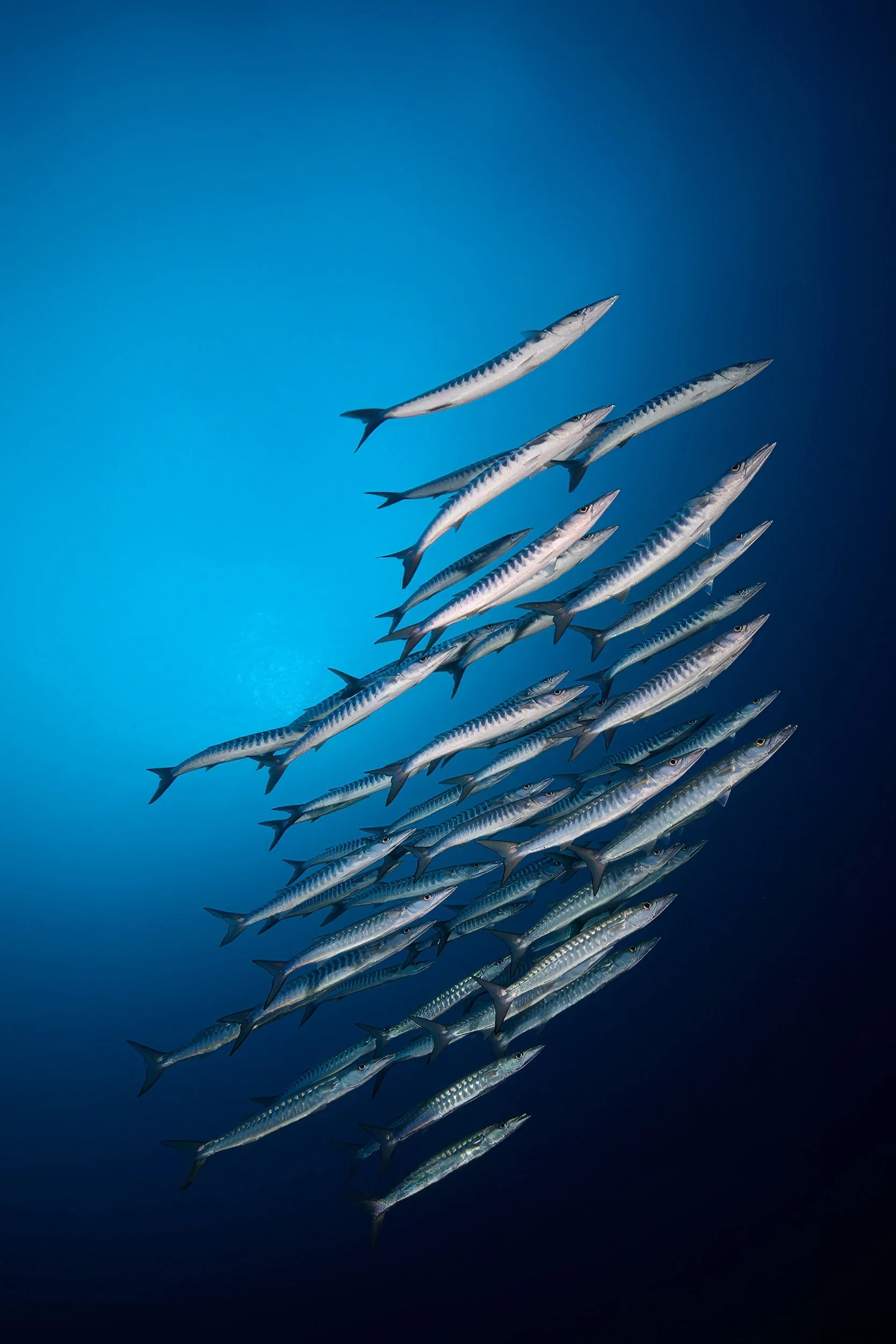 Blackfin barracuda - Maldives
