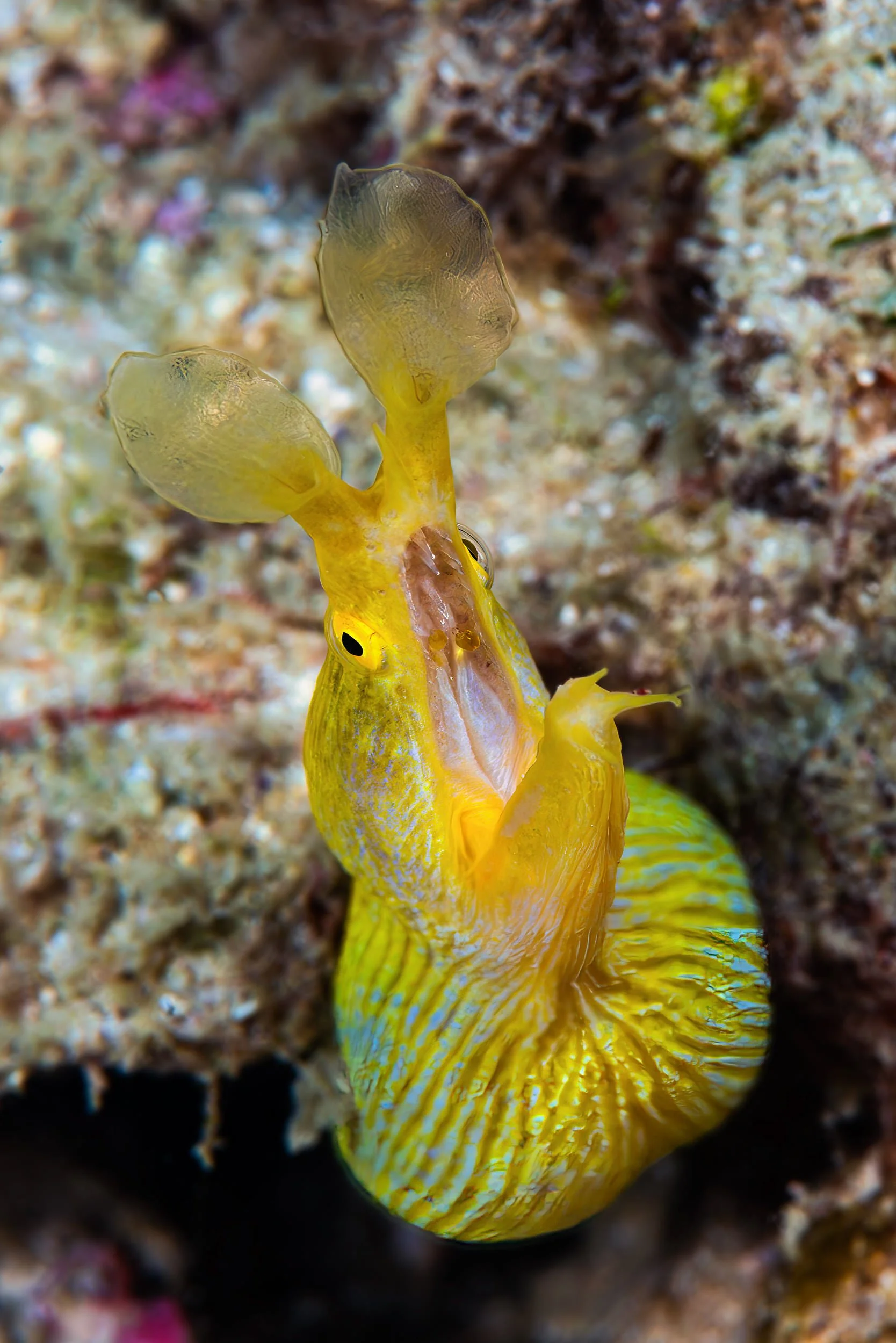 Ribbon eel - Madagascar