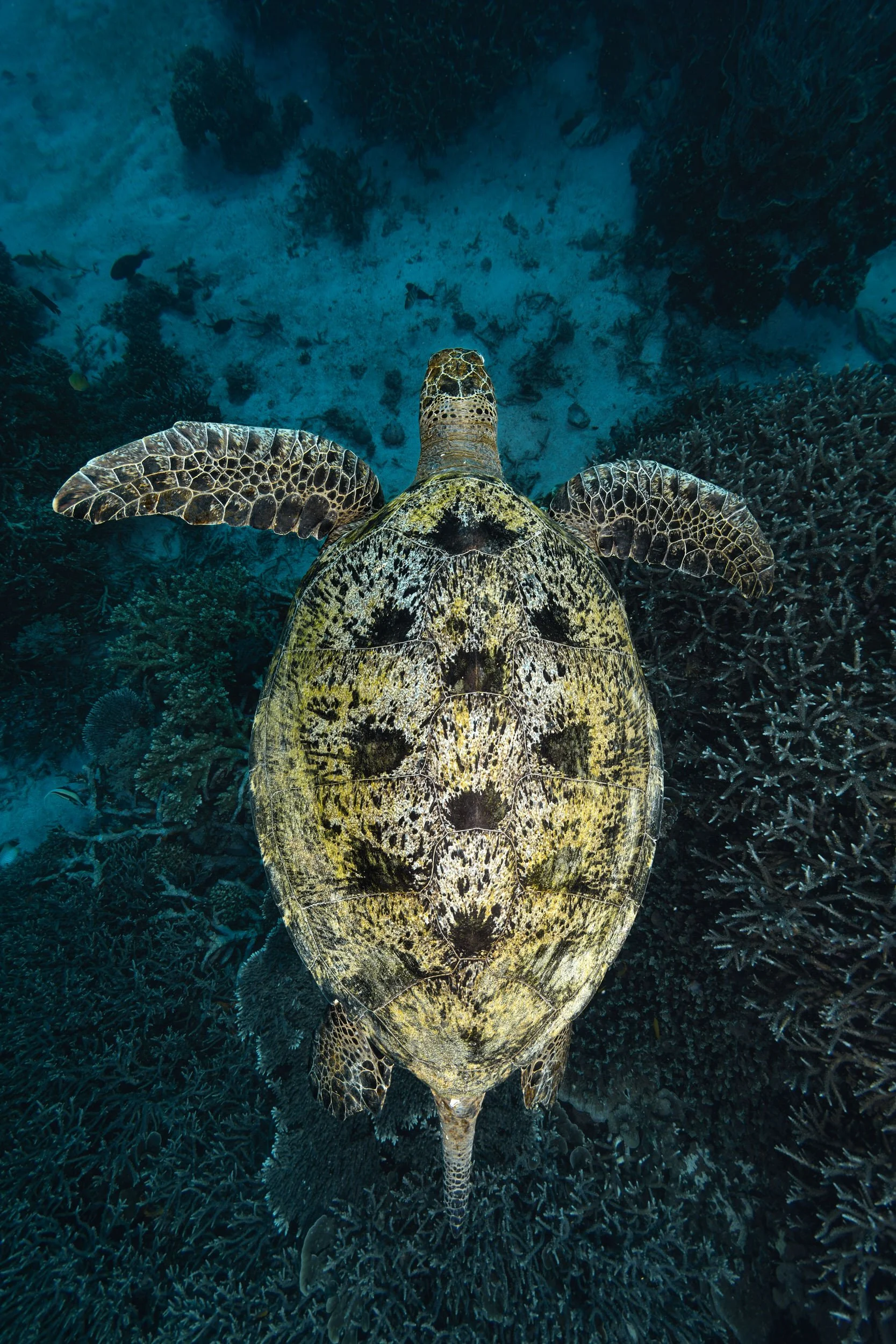 Turtle from above - Indonesia