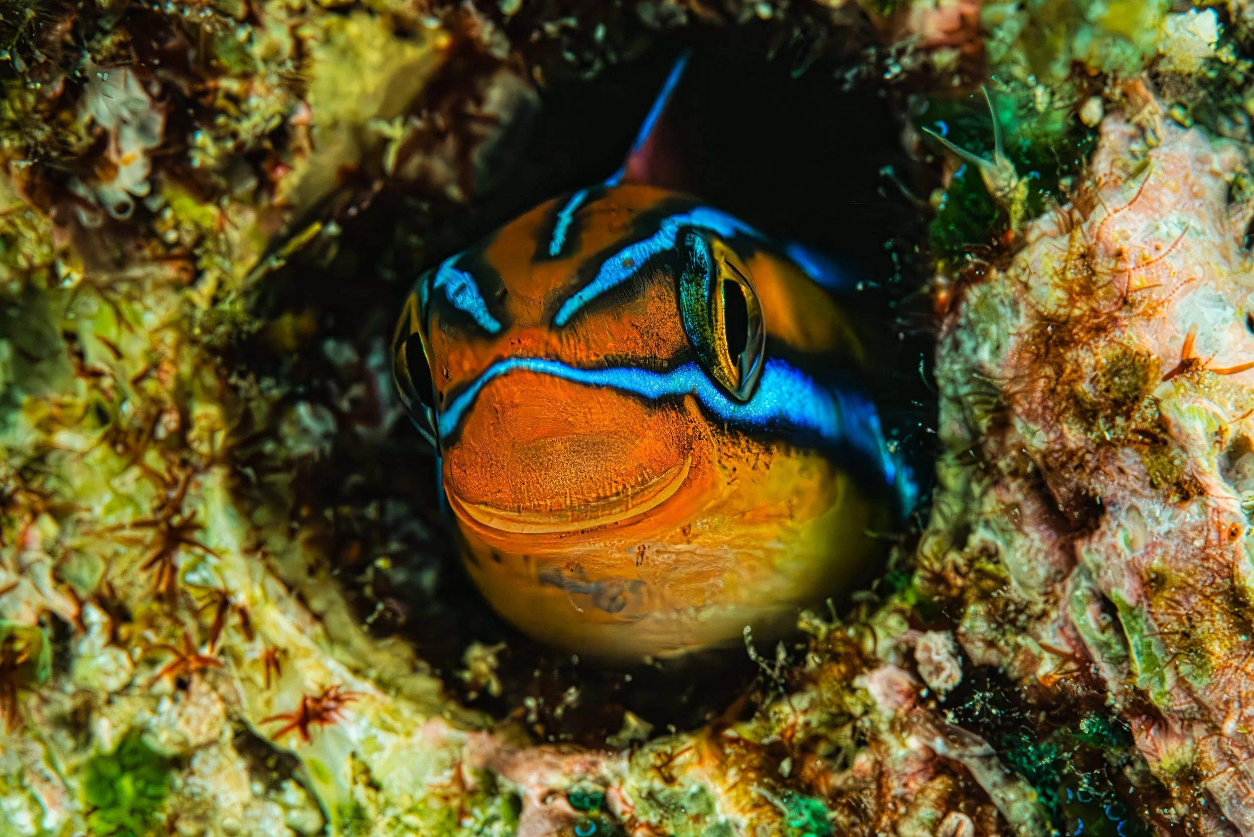Guardian of the Reef: A Colorful Blenny in Its Coral Home - Maldives