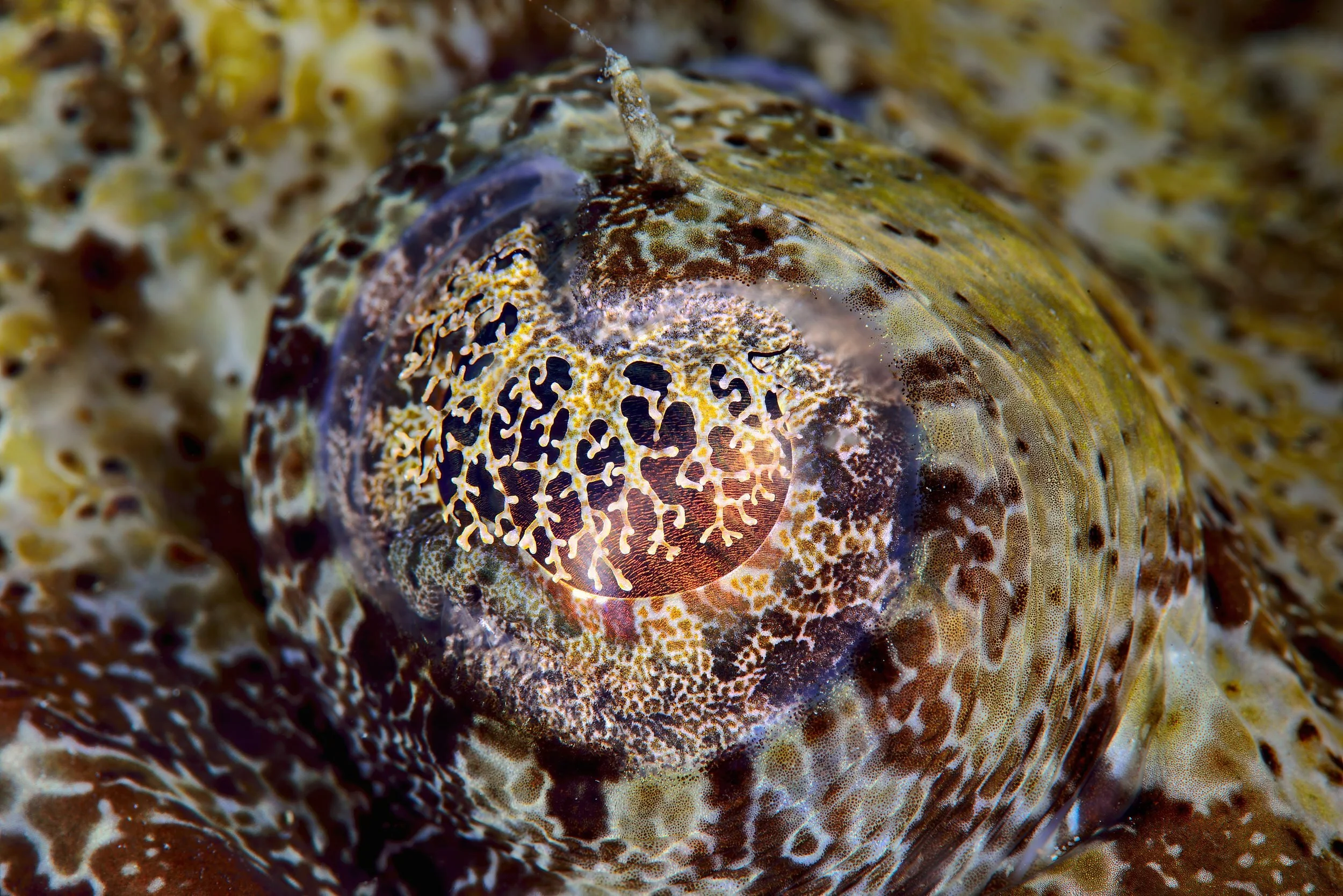 Crocodile fish - Madagascar
